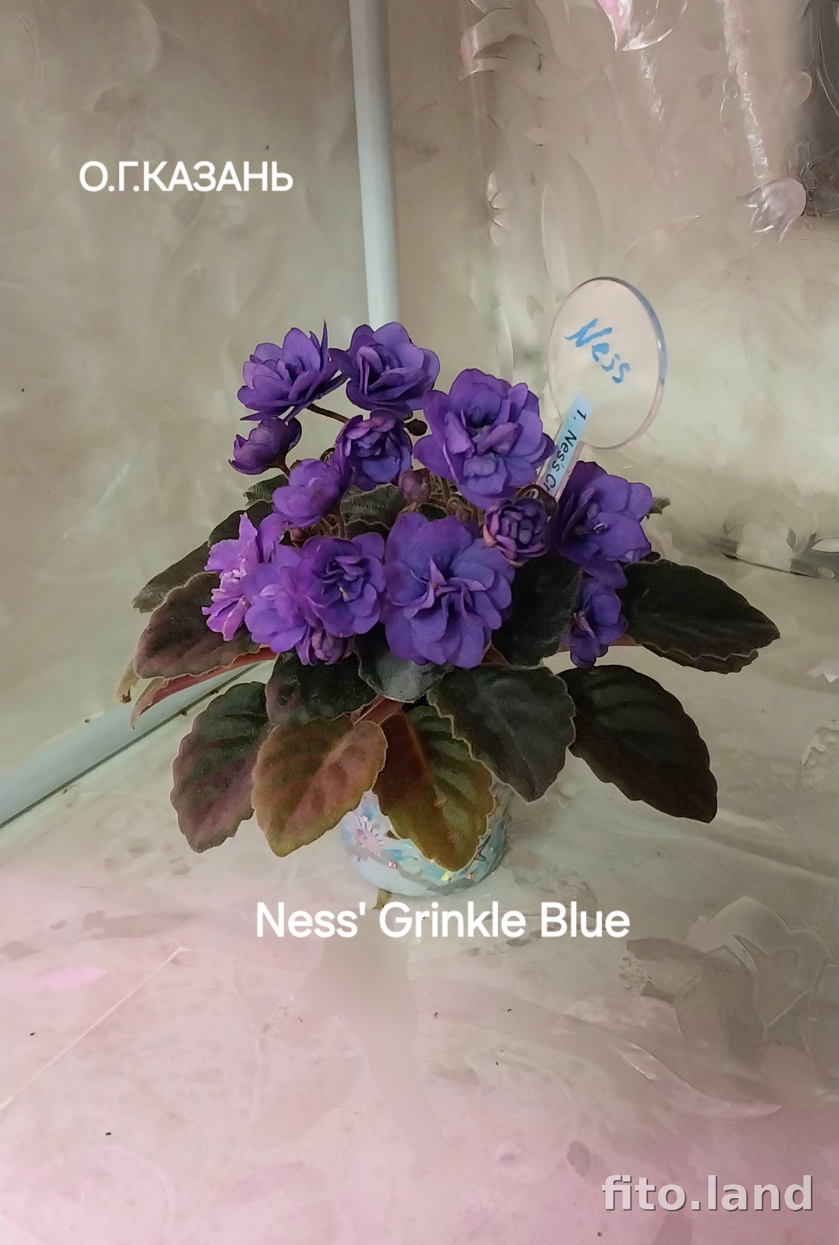 Фиалка Ness' Crinkle Blue, фото