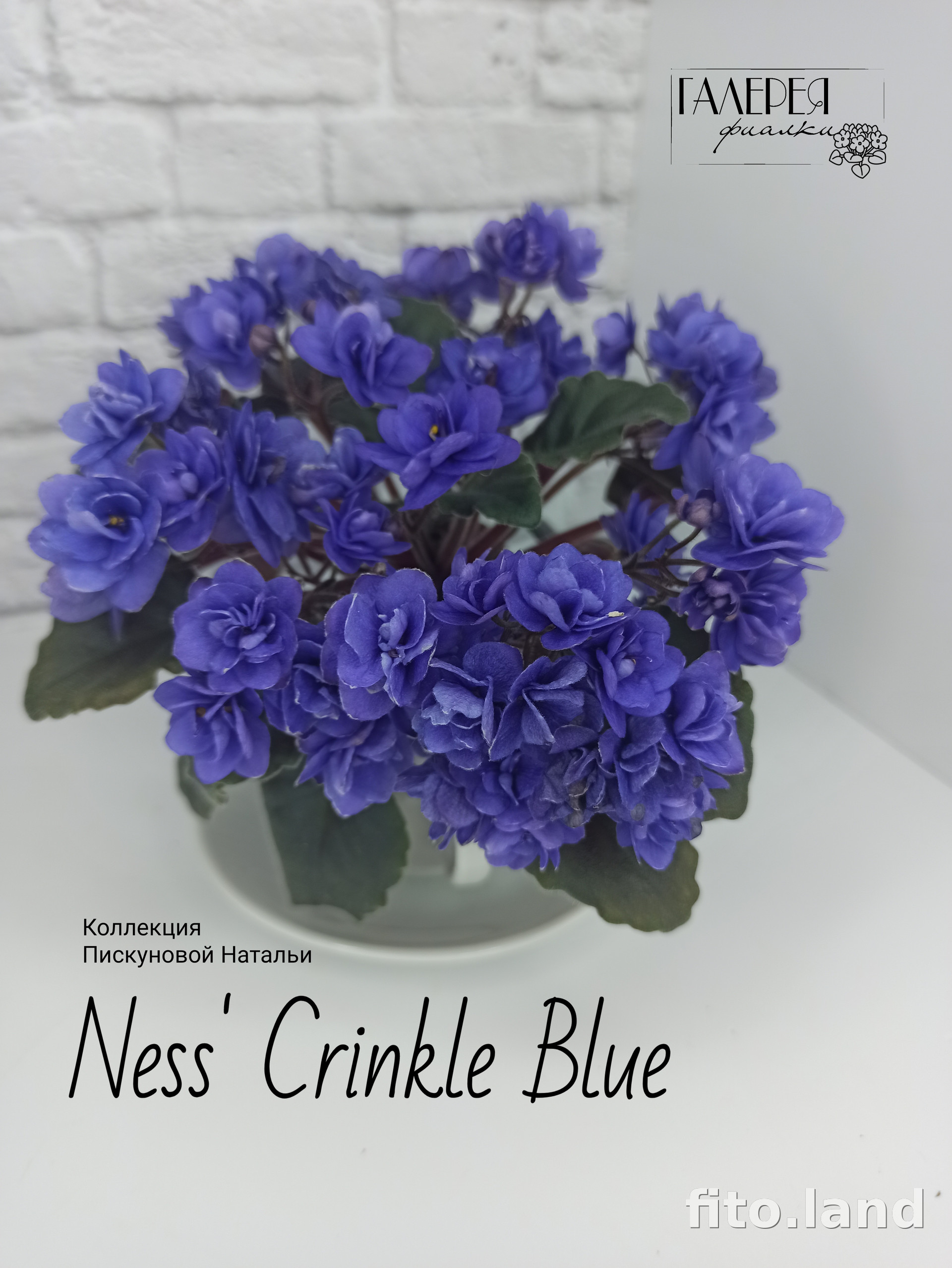 Фиалка Ness' Crinkle Blue, фото