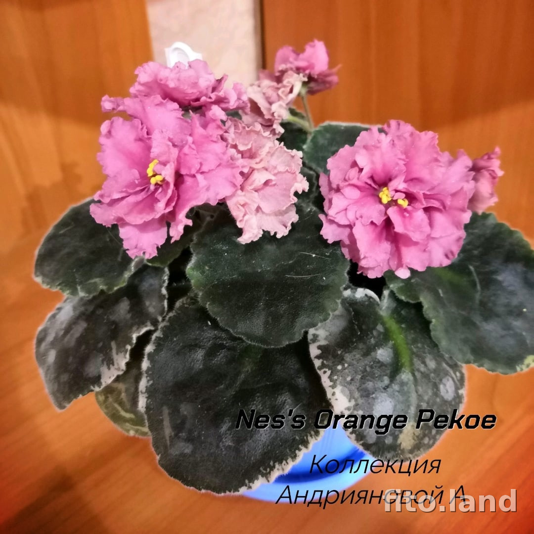 Фиалка Ness' Orange Pekoe, фото