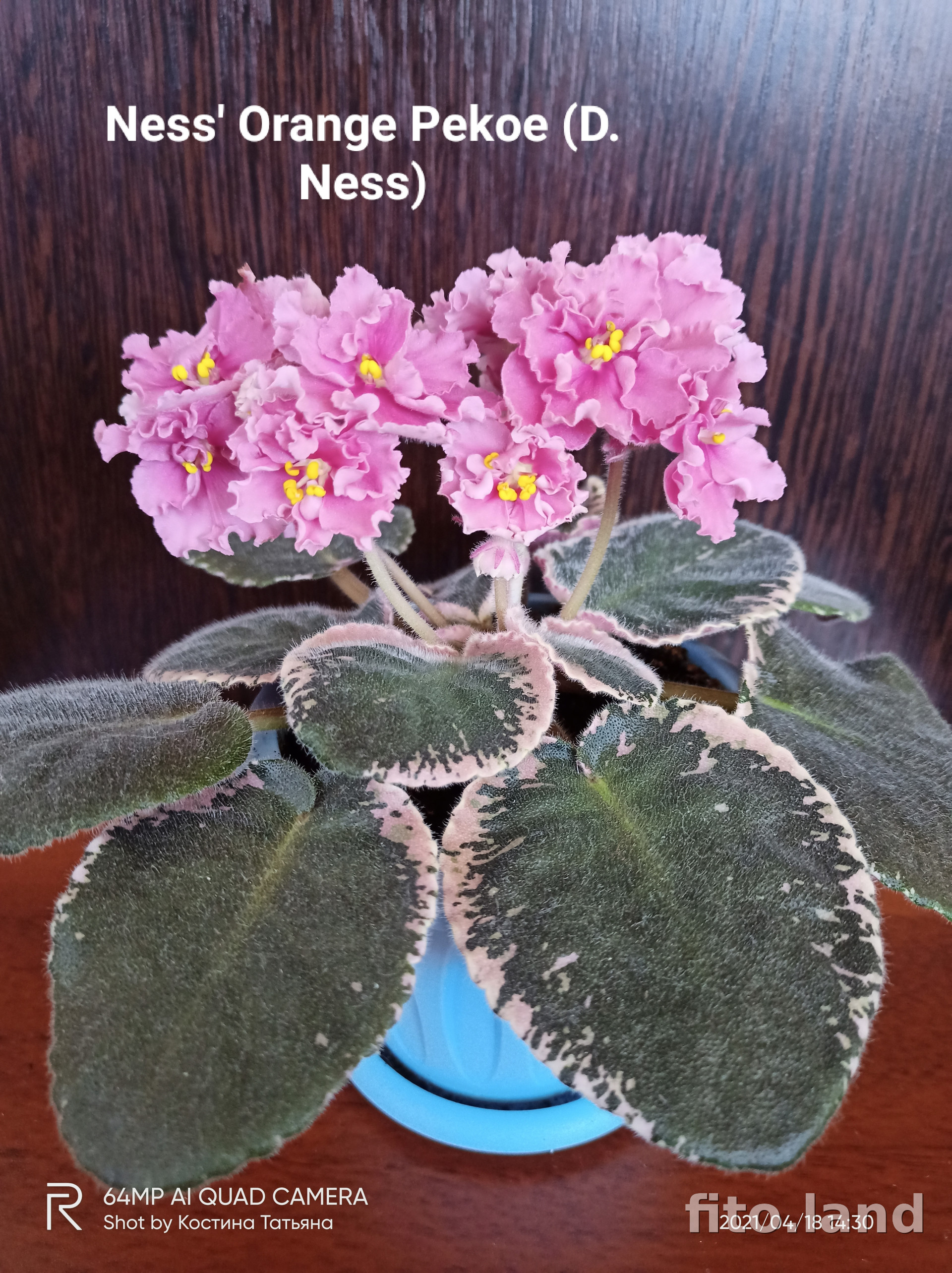 Фиалка Ness' Orange Pekoe, фото