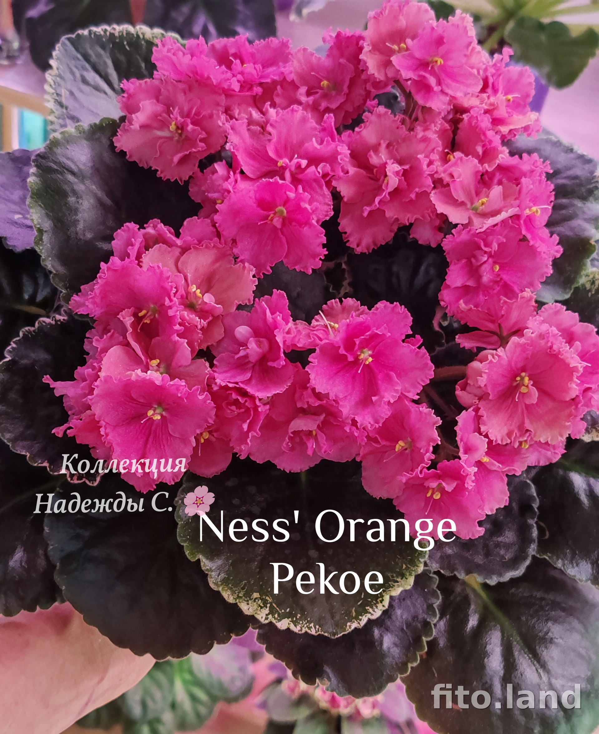 Фиалка Ness' Orange Pekoe, фото