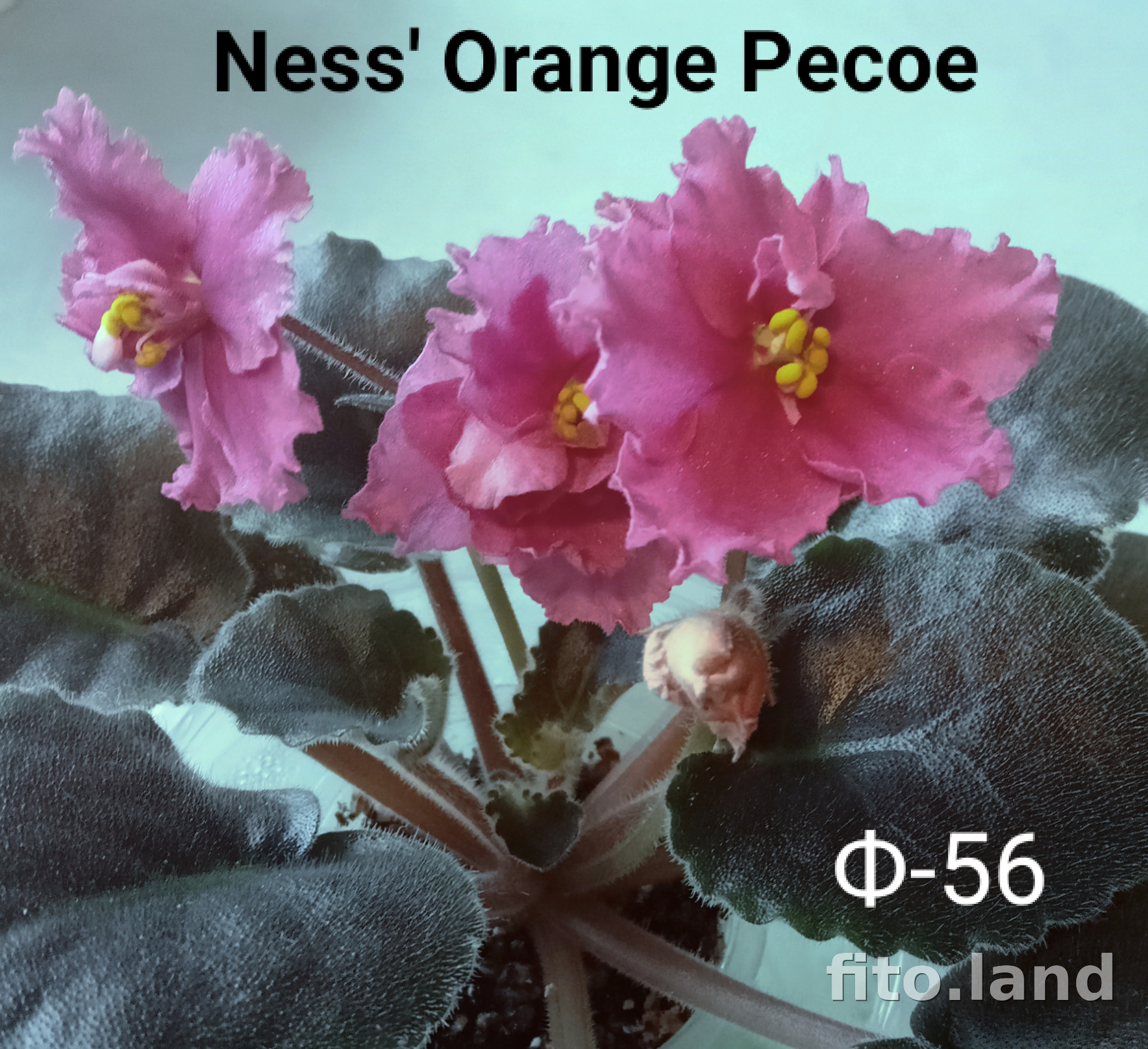 Фиалка Ness' Orange Pekoe, фото