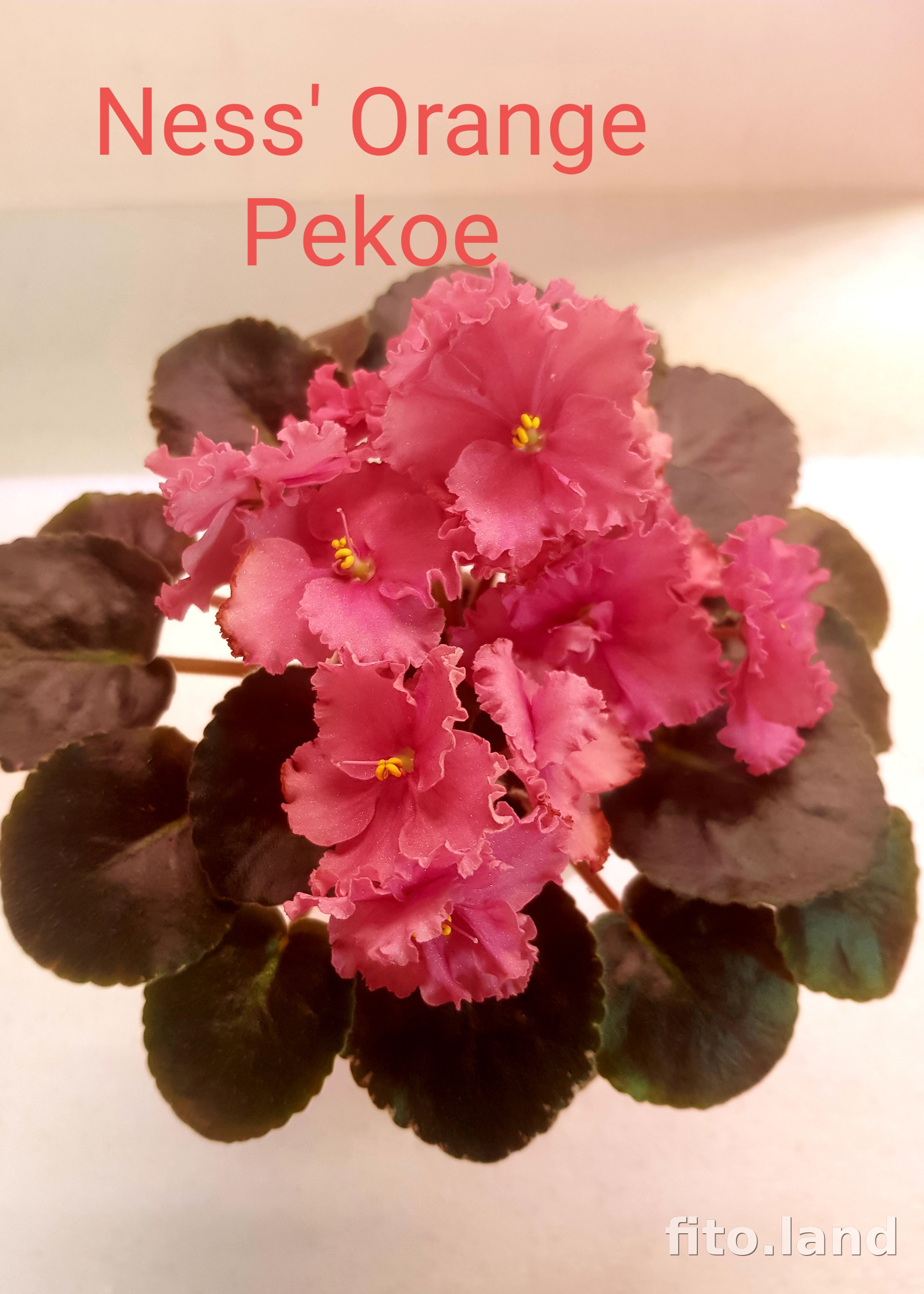 Фиалка Ness' Orange Pekoe, фото