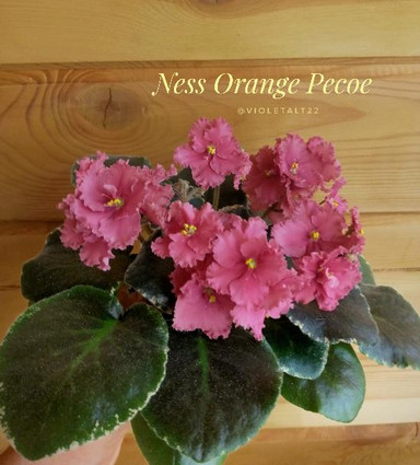 Фиалка Ness' Orange Pekoe, фото