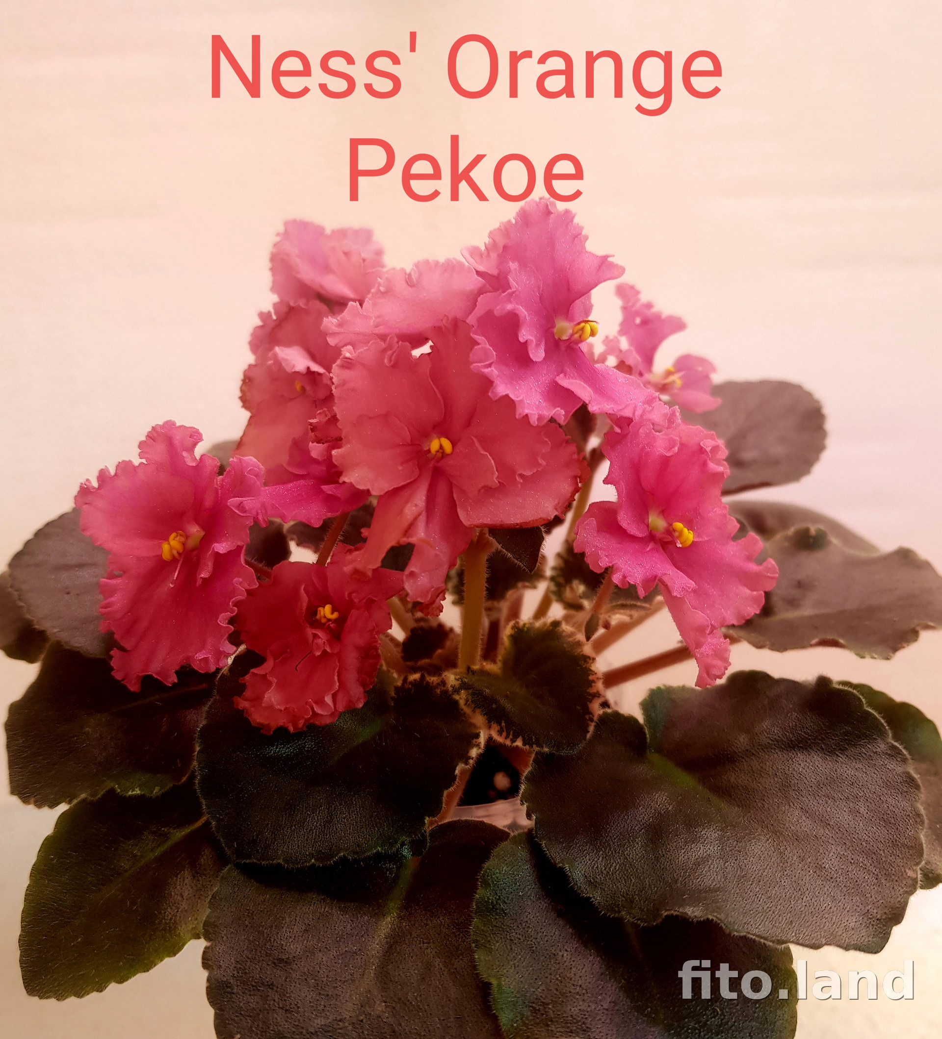 Фиалка Ness' Orange Pekoe, фото