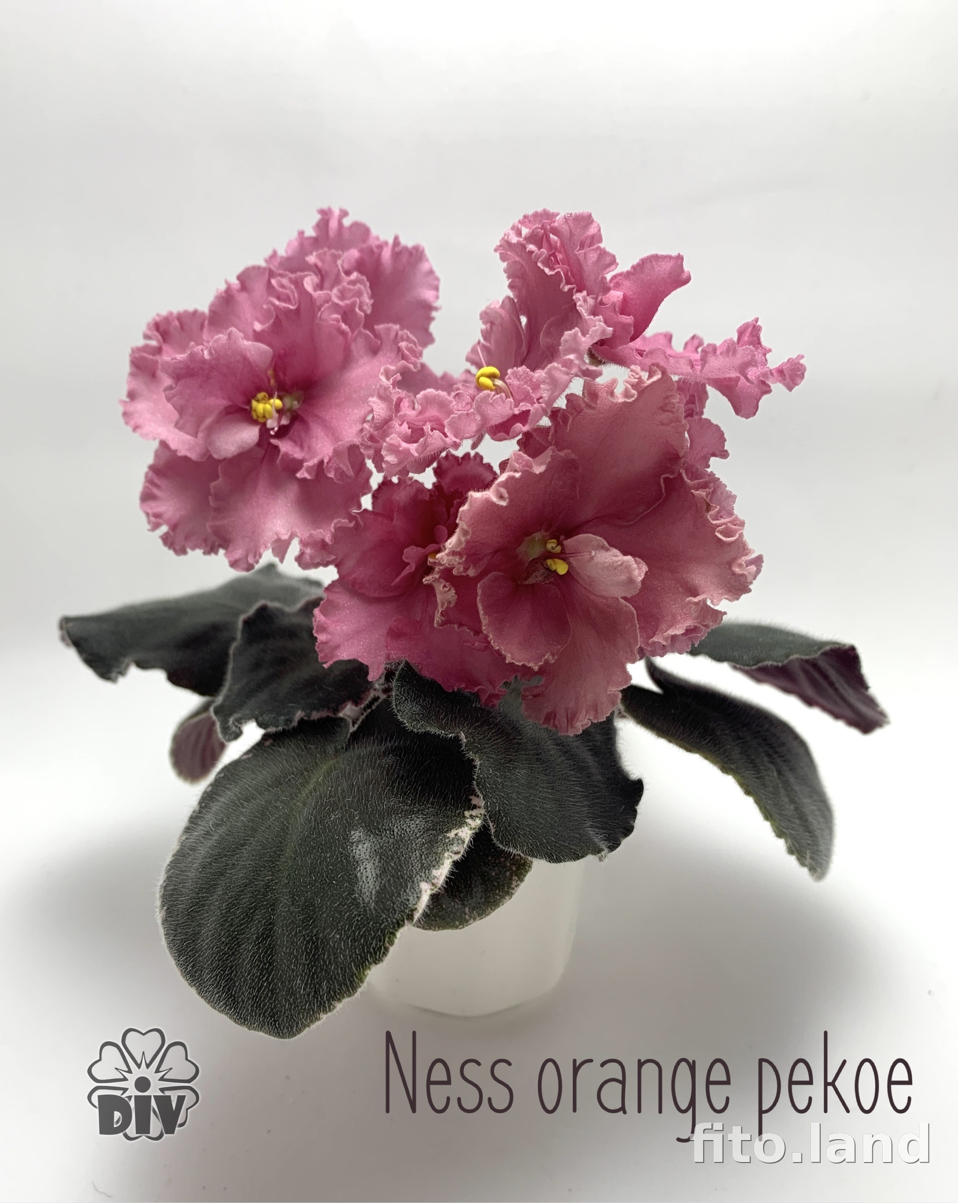 Фиалка Ness' Orange Pekoe, фото