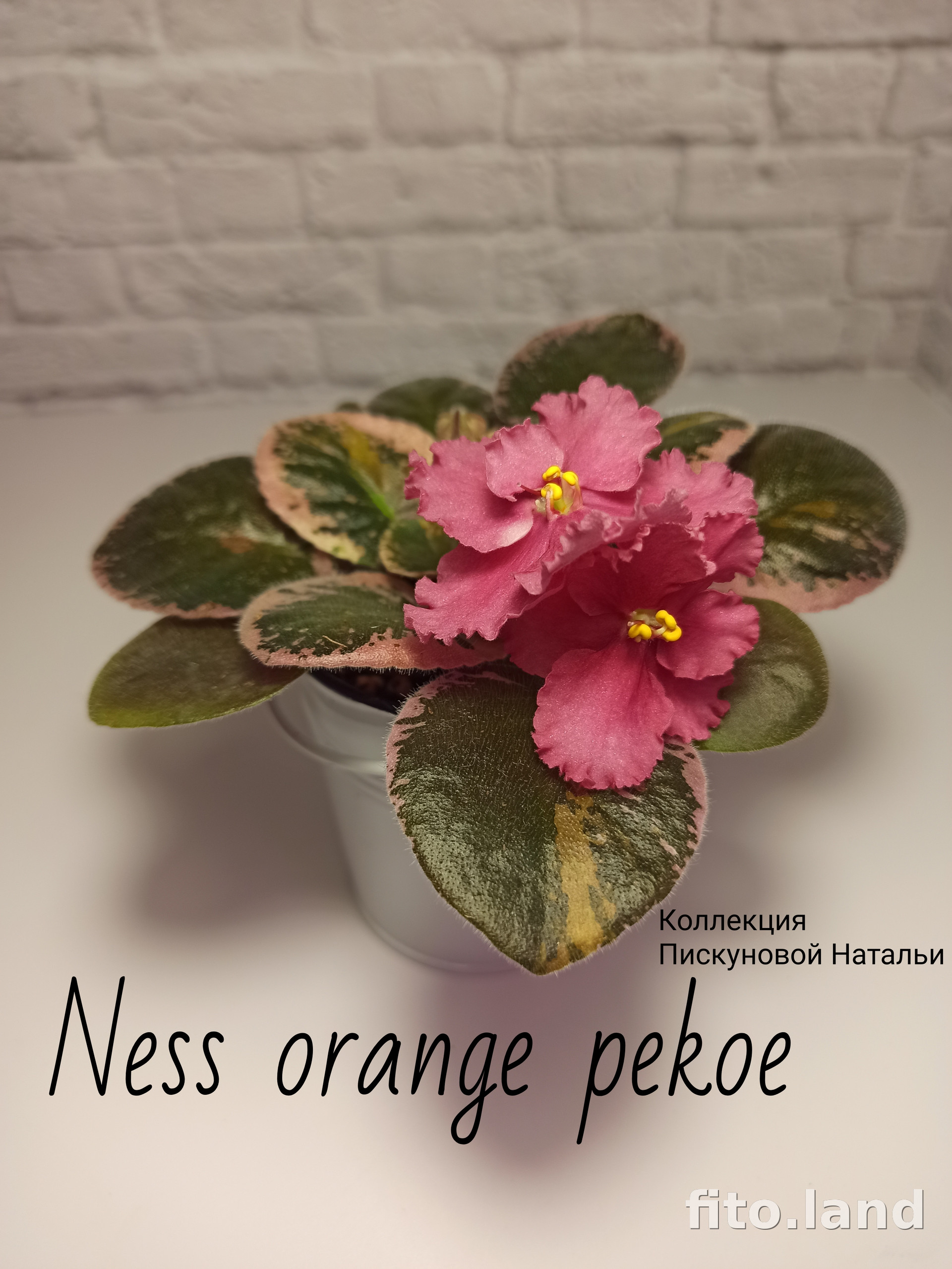 Фиалка Ness' Orange Pekoe, фото
