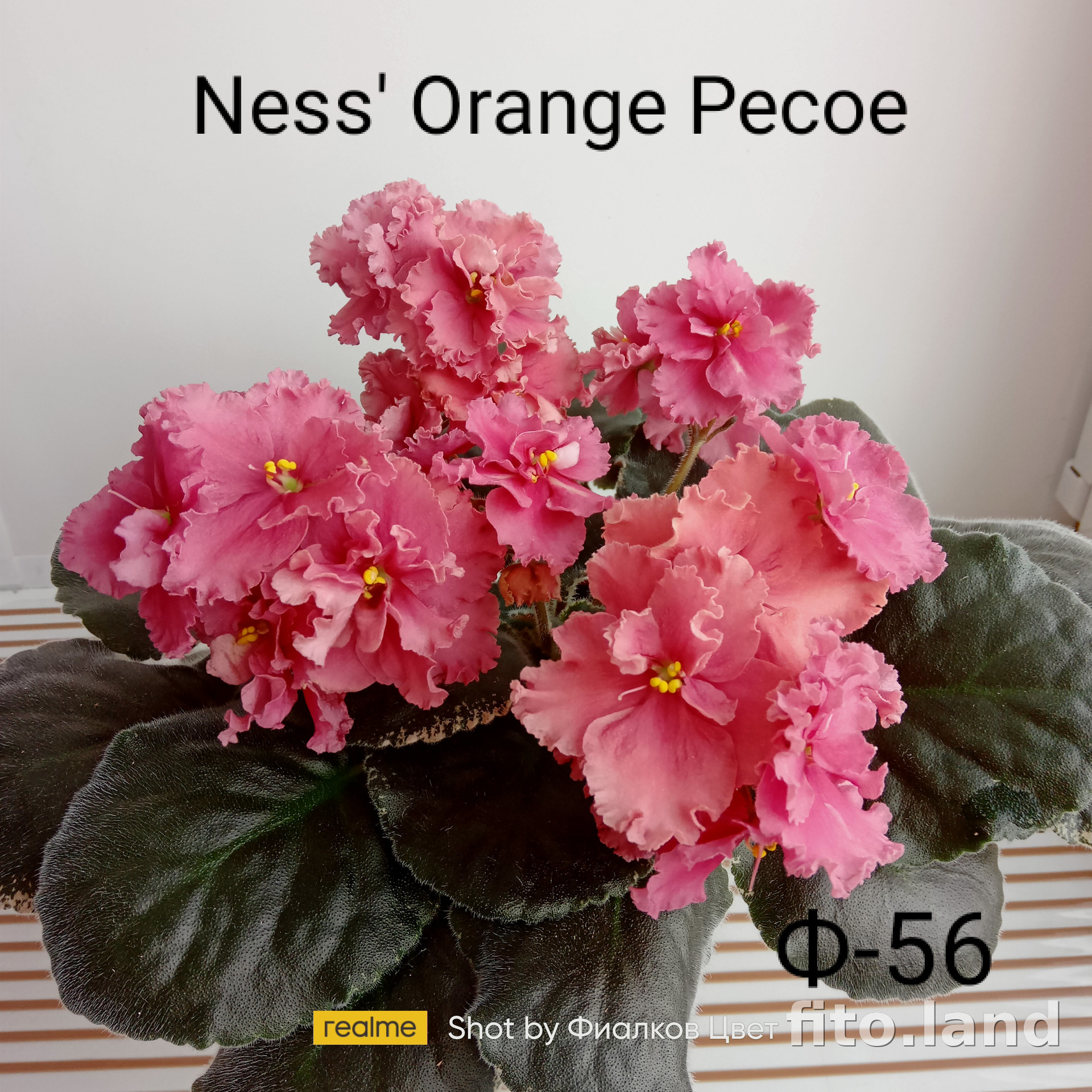 Фиалка Ness' Orange Pekoe, фото