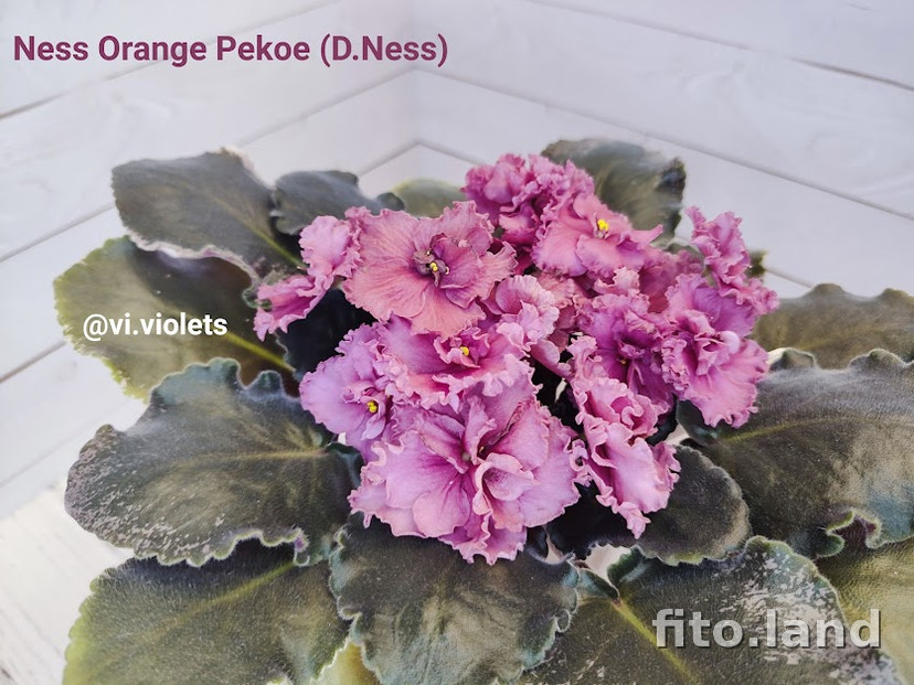 Фиалка Ness' Orange Pekoe, фото