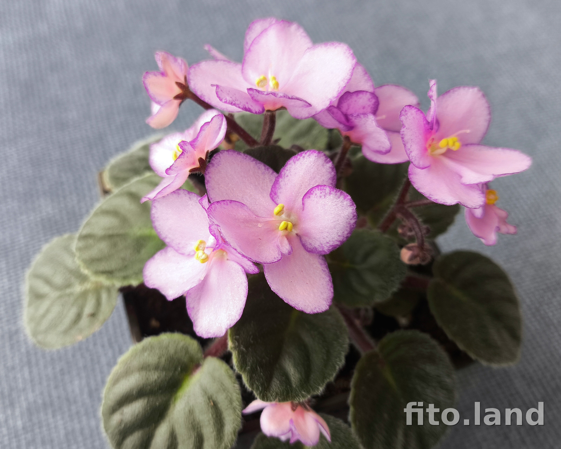 Фиалка Ness' Pink Confetti, фото