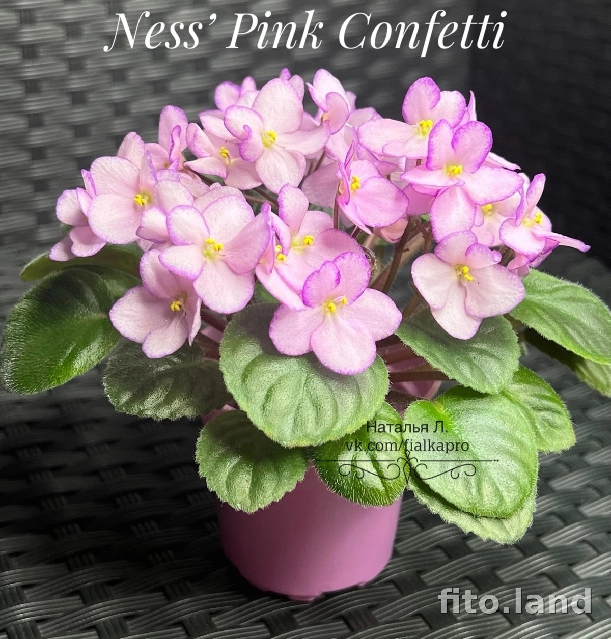 Фиалка Ness' Pink Confetti, фото