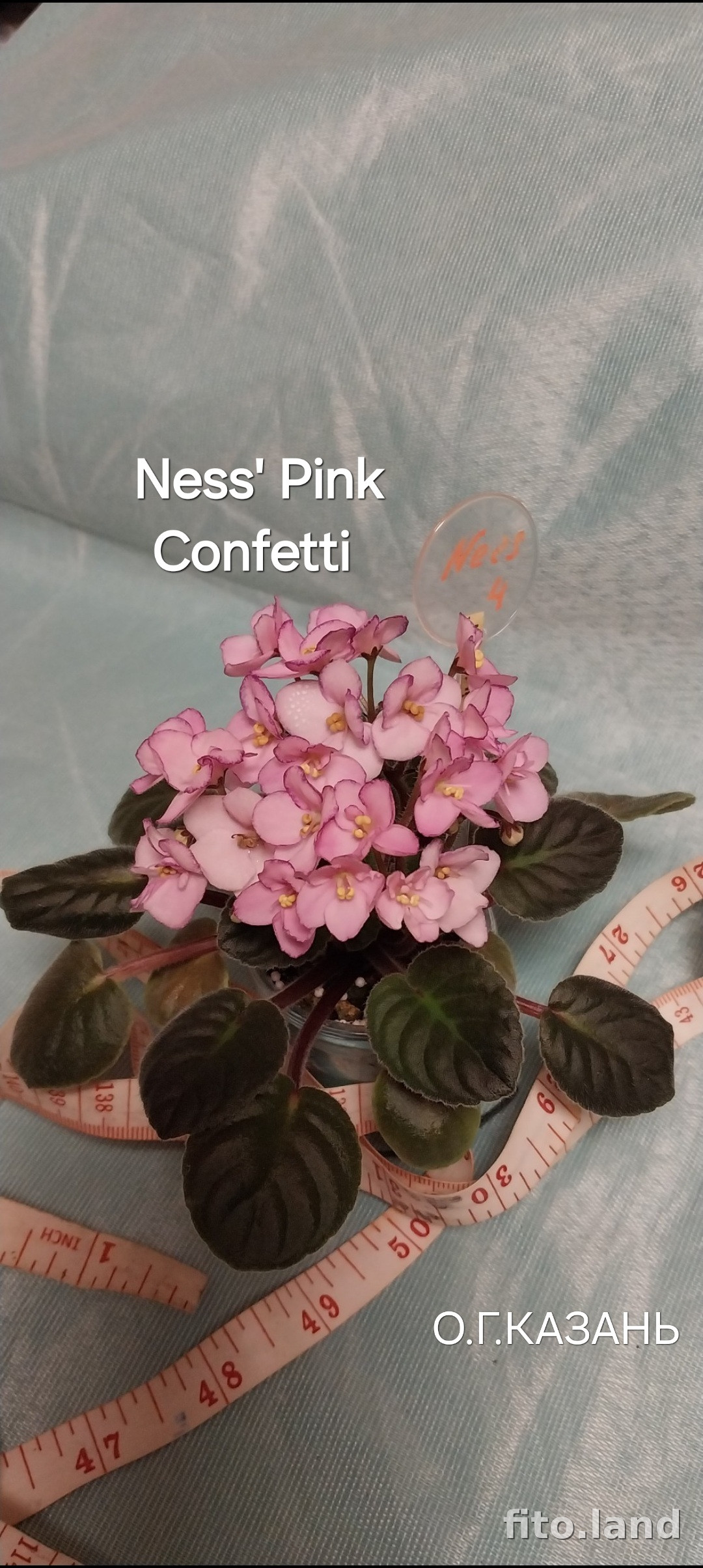 Фиалка Ness' Pink Confetti, фото