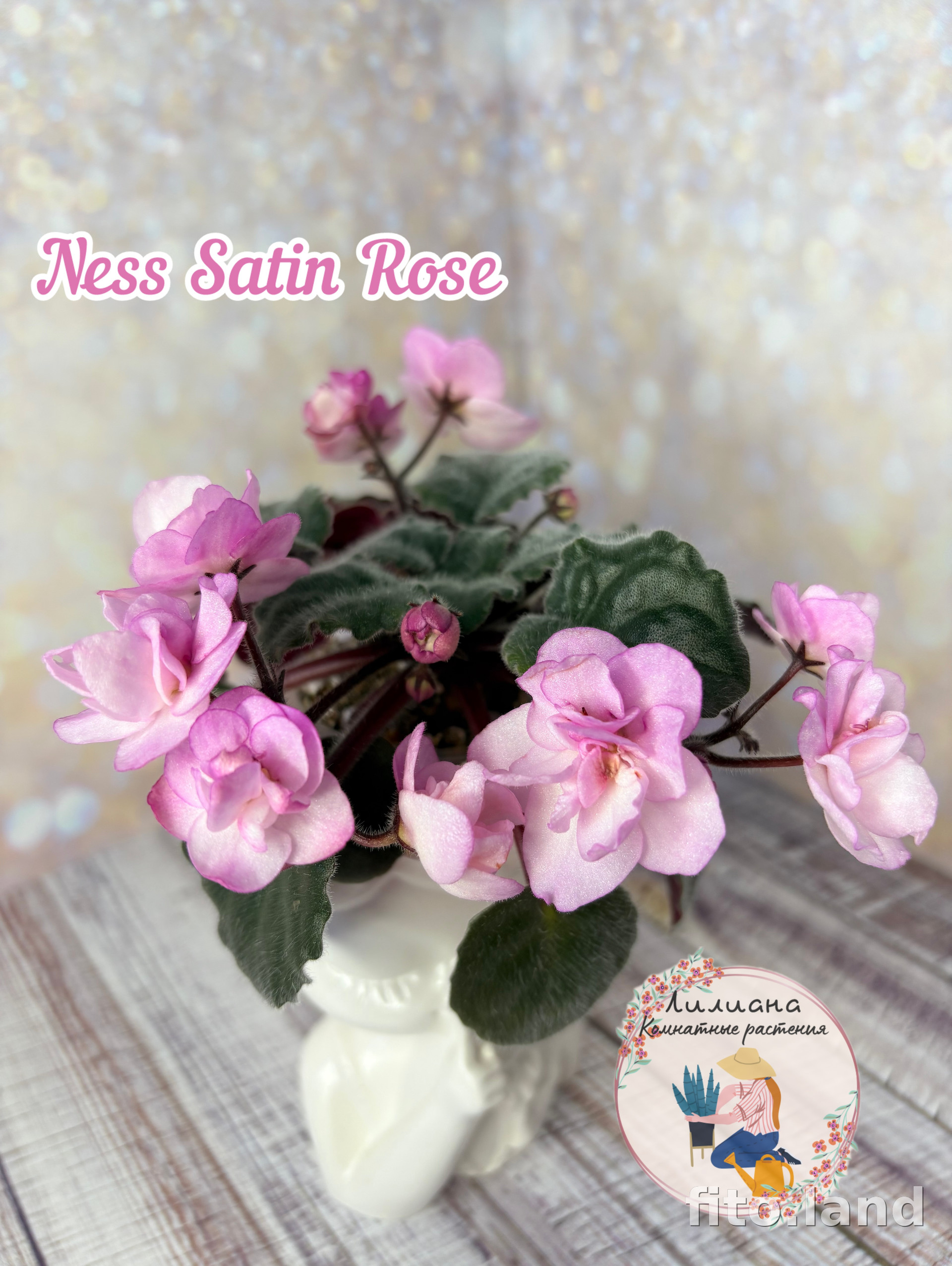 Фиалка Ness' Satin Rose, фото