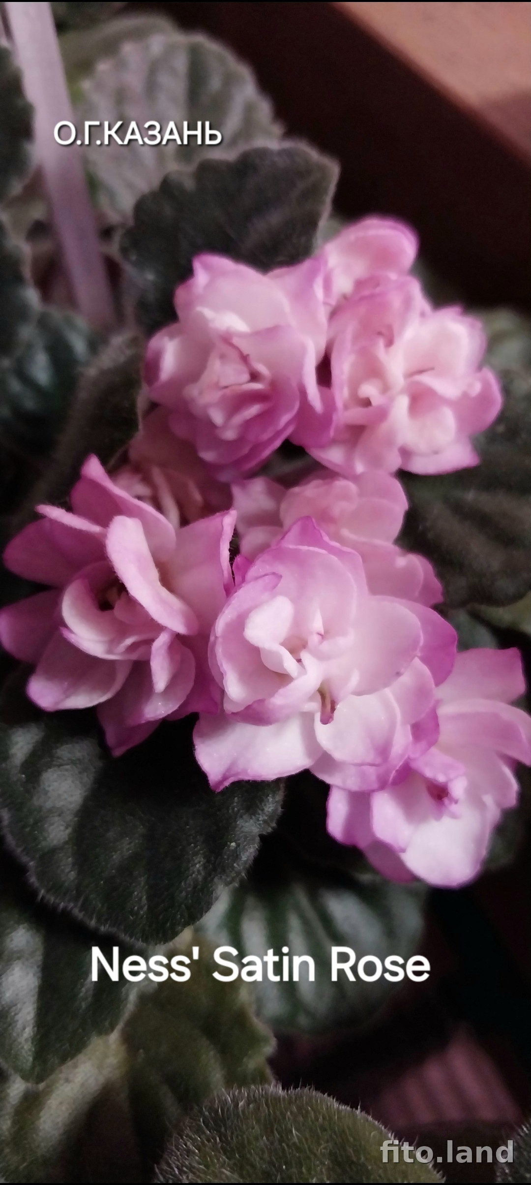 Фиалка Ness' Satin Rose, фото