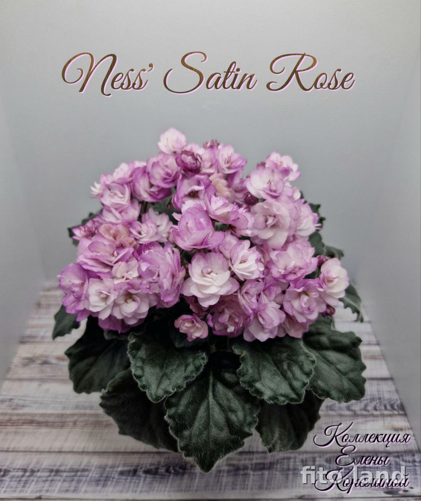 Фиалка Ness' Satin Rose, фото
