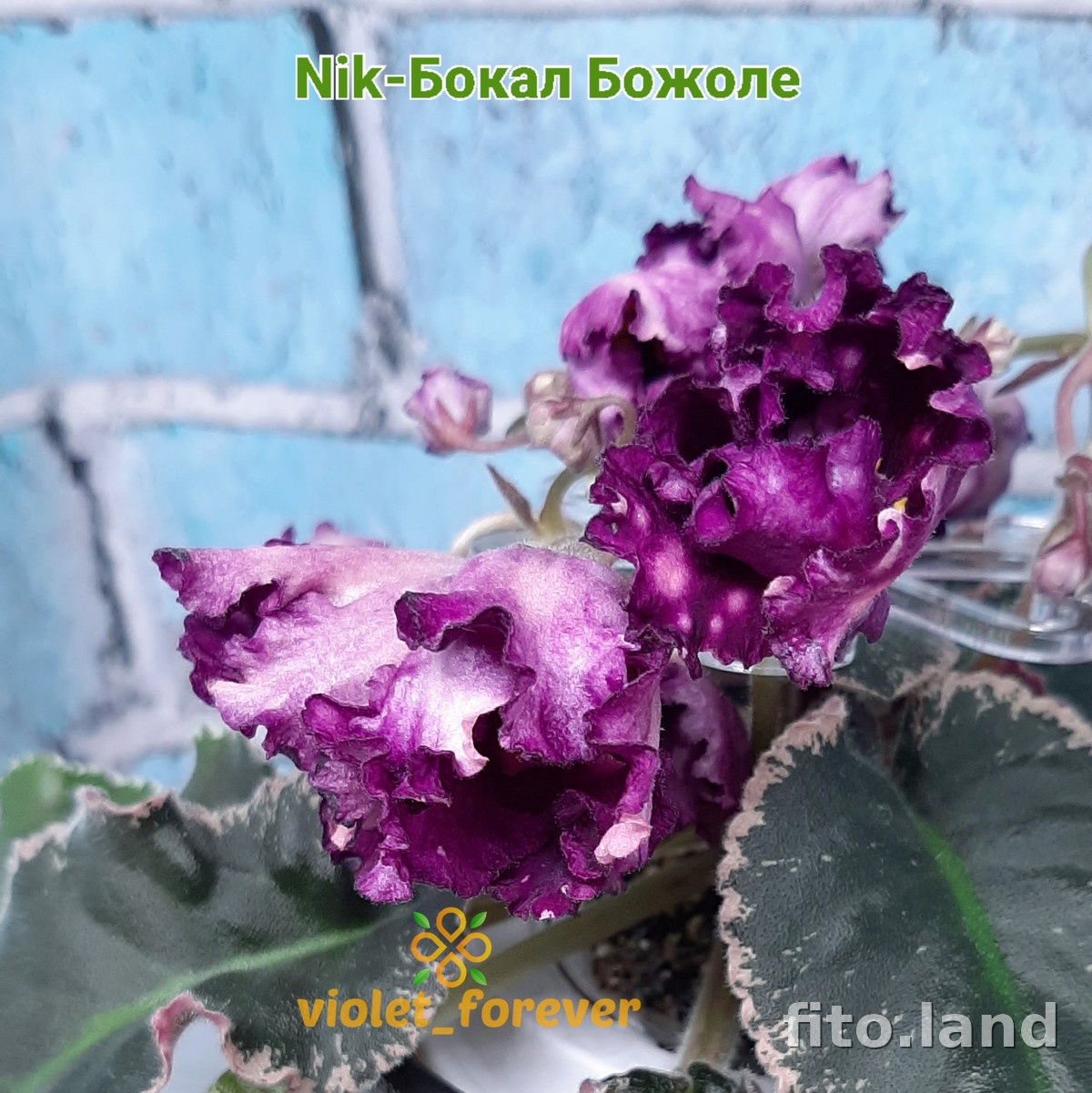 Фиалка Nik-Бокал Божоле, фото