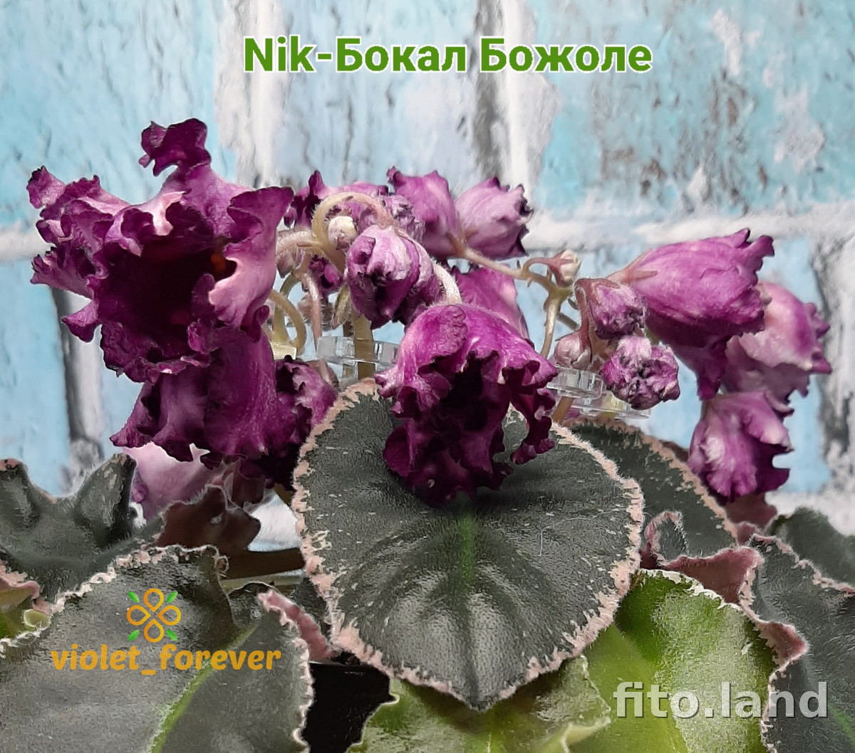 Фиалка Nik-Бокал Божоле, фото