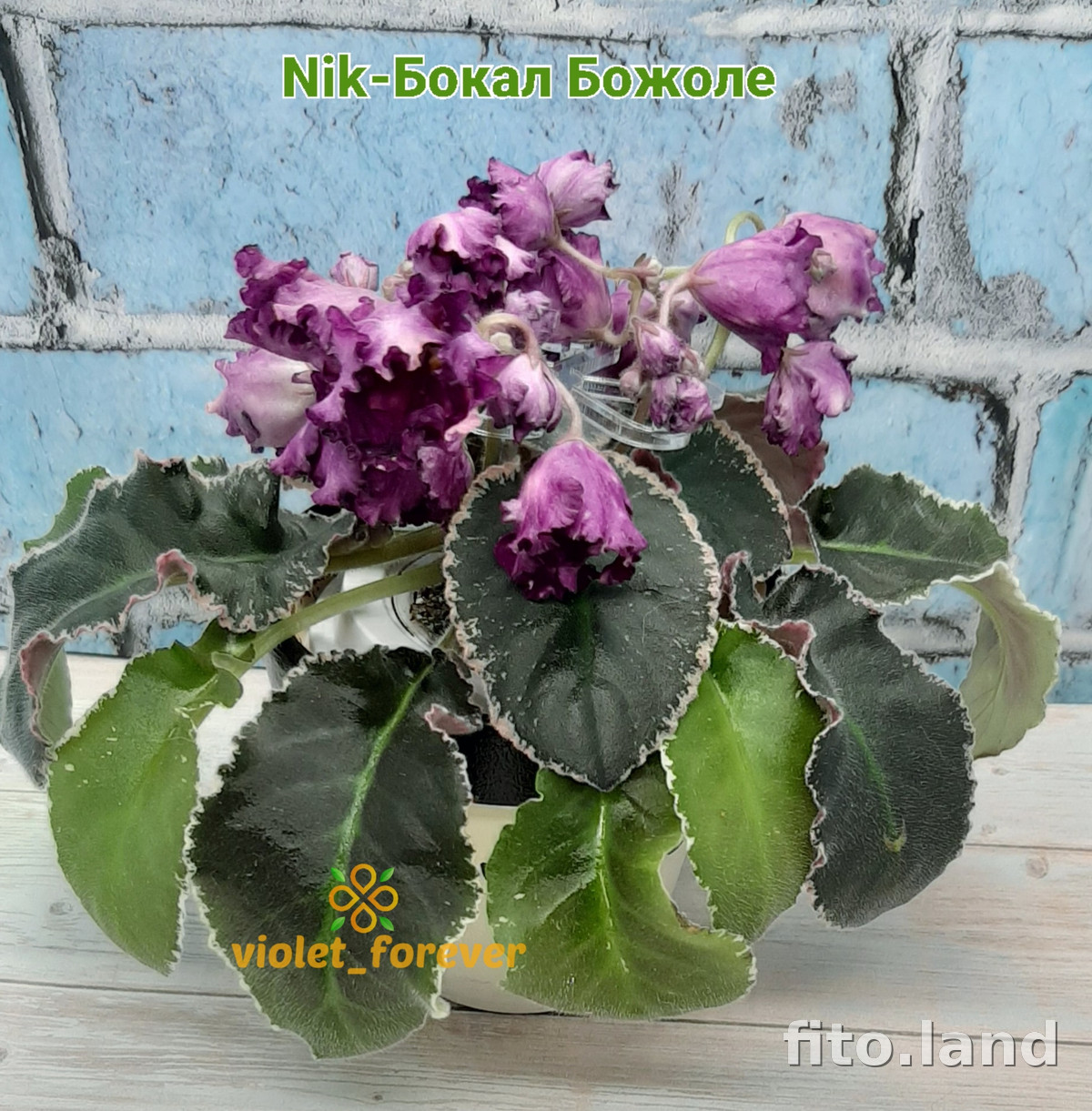 Фиалка Nik-Бокал Божоле, фото