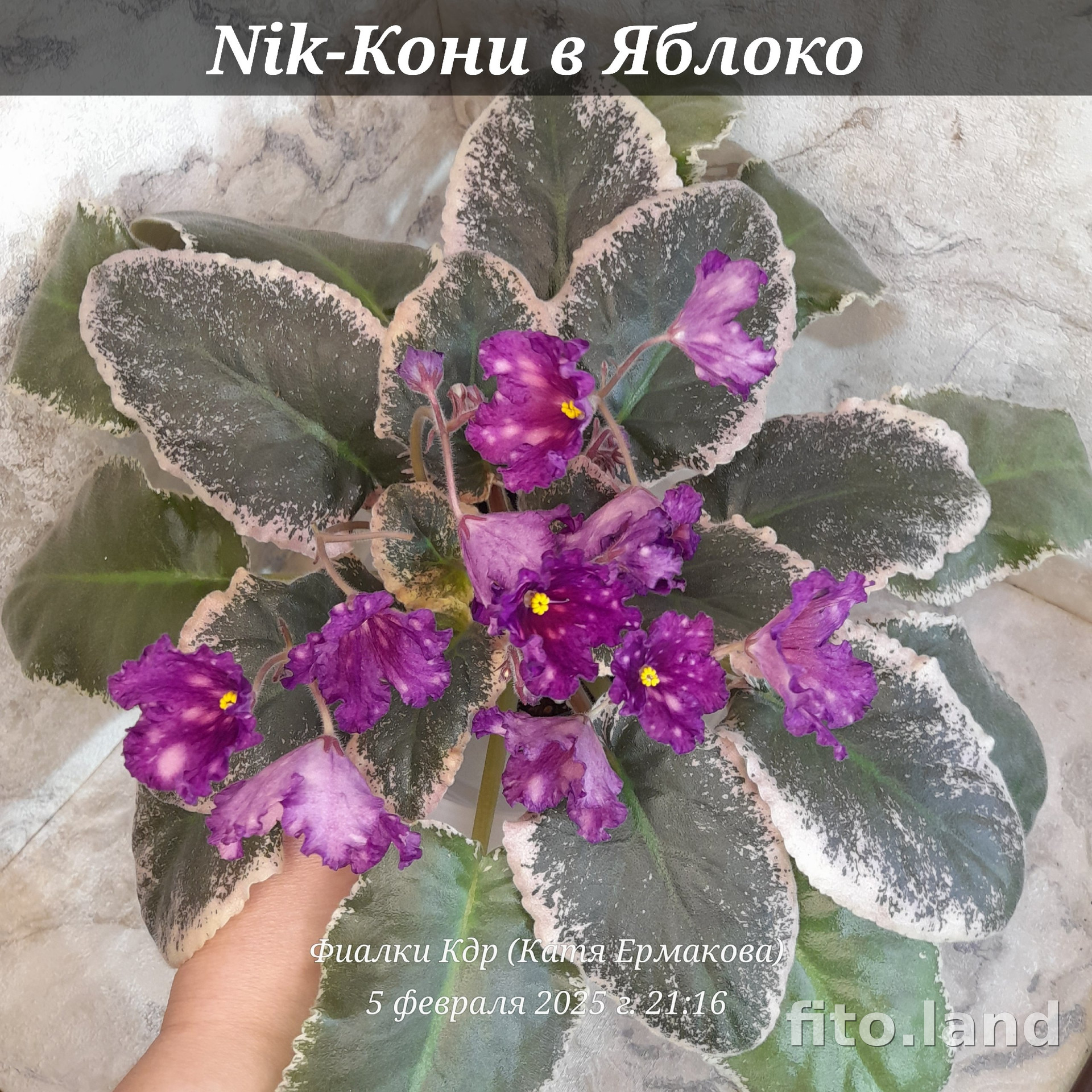 Фиалка Nik-Кони в Яблоко, фото