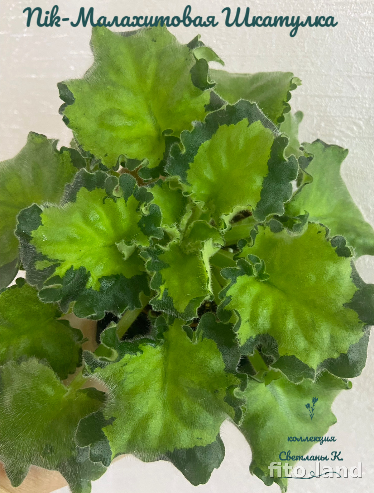 Фиалка Nik-Малахитовая Шкатулка, фото