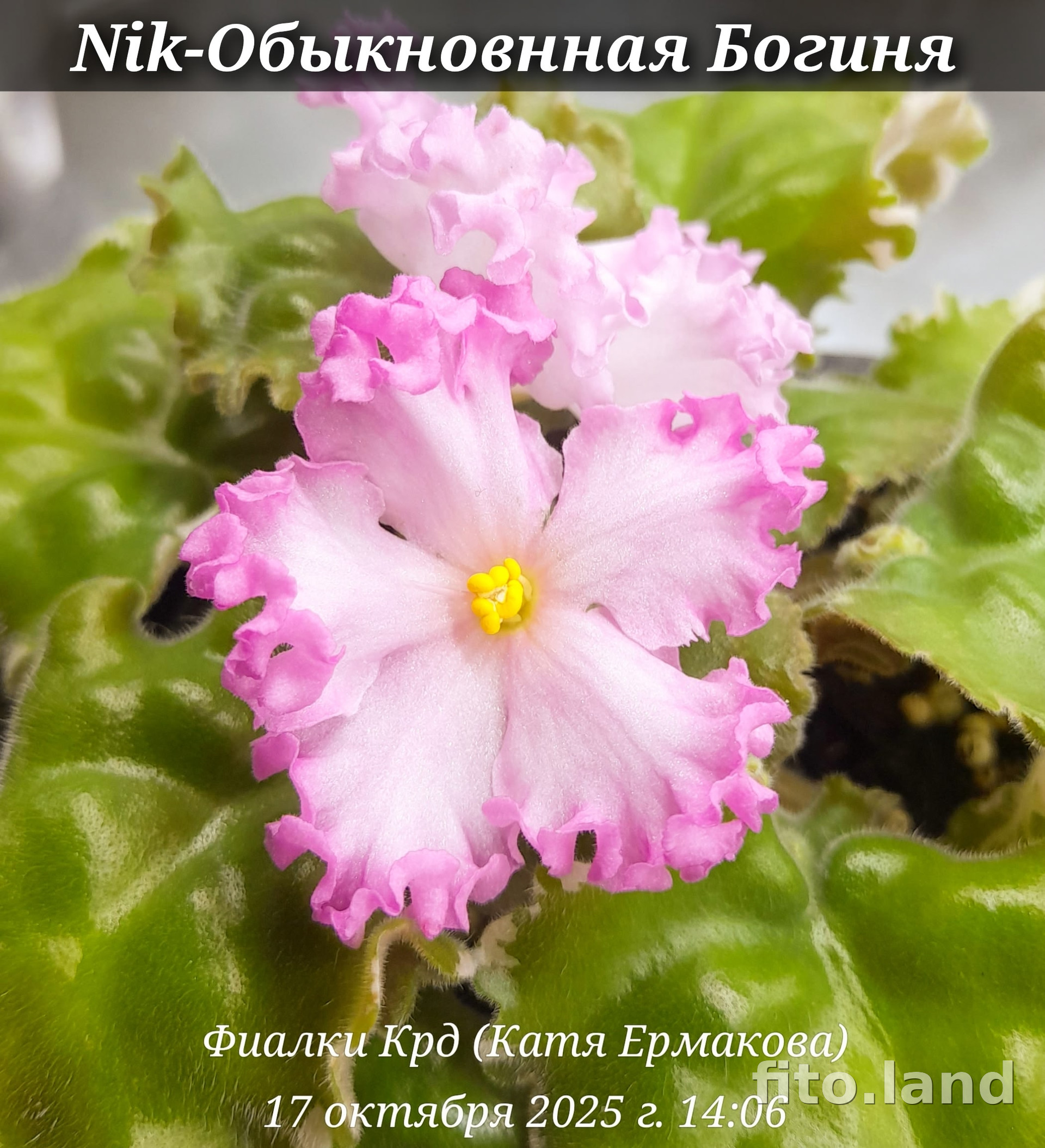 Фиалка Nik-Обыкновенная Богиня, фото