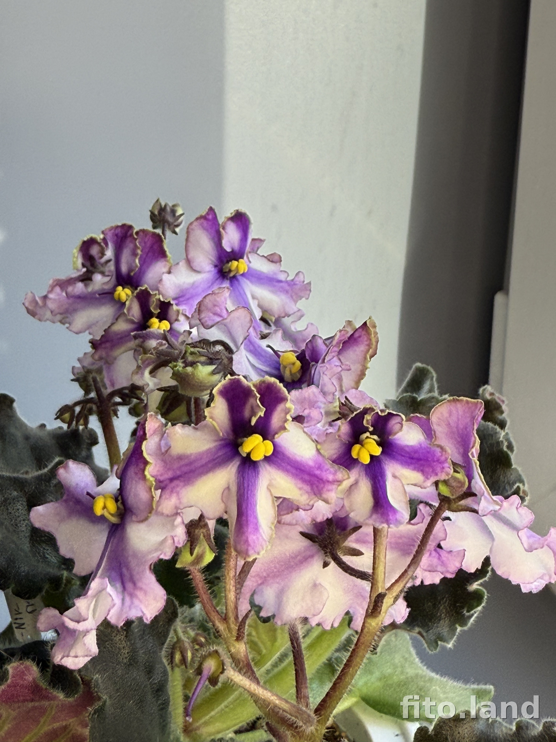 Фиалка Nik-Порхающий Цветок, фото