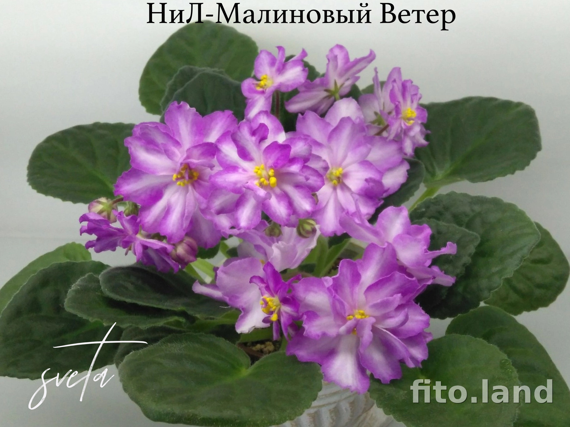 Фиалка НиЛ-Малиновый Ветер, фото