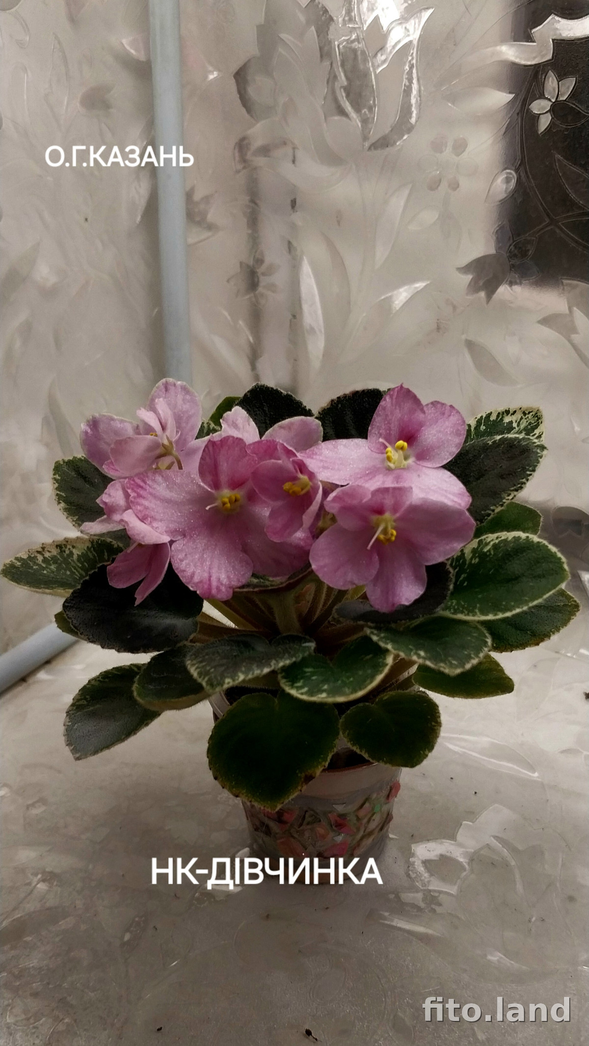 Фиалка НК-Дівчинка, фото