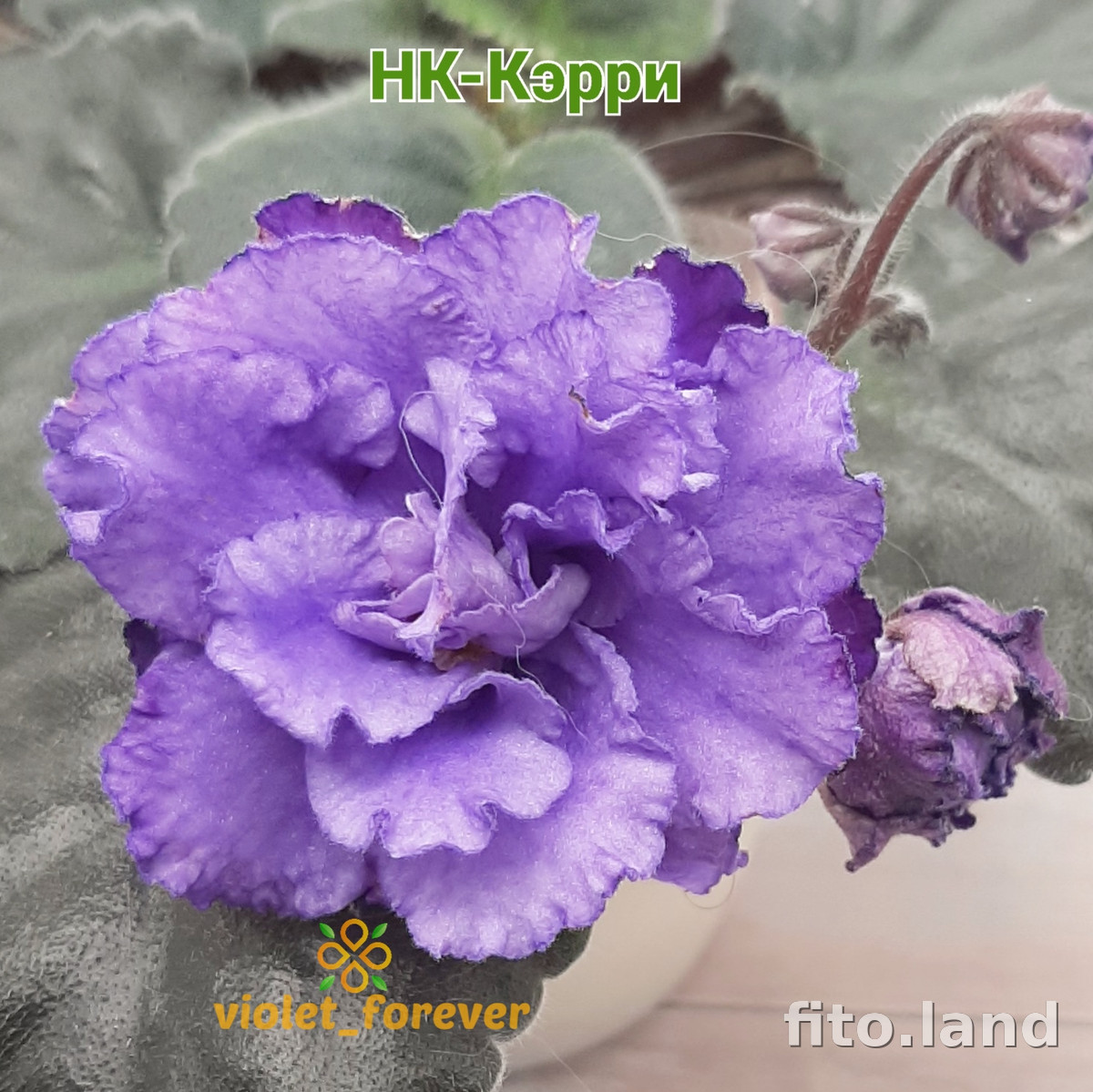 Фиалка НК-Кэрри, фото