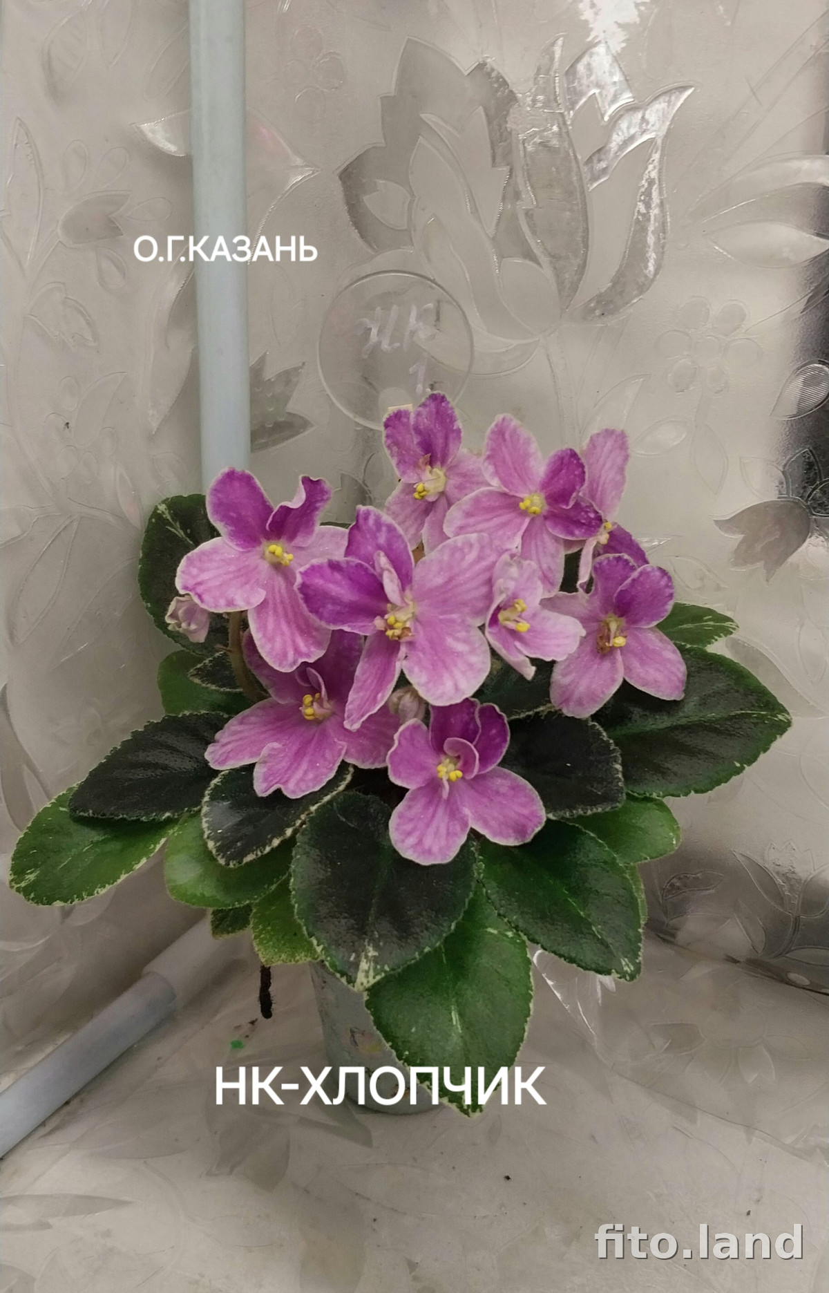 Фиалка НК-Хлопчик, фото