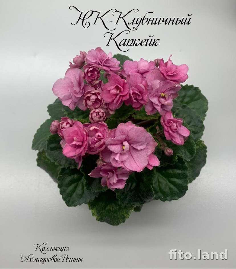 Фиалка НК-Клубничный Капкейк, фото