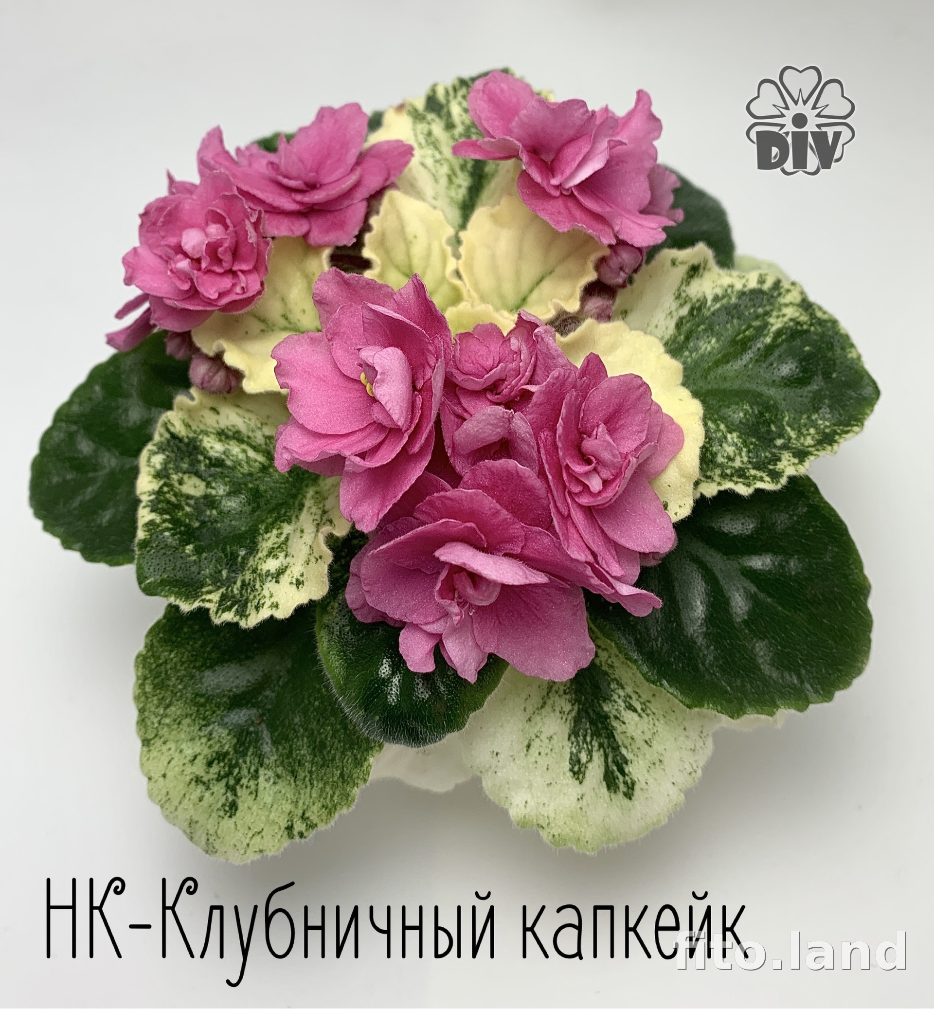 Фиалка НК-Клубничный Капкейк, фото