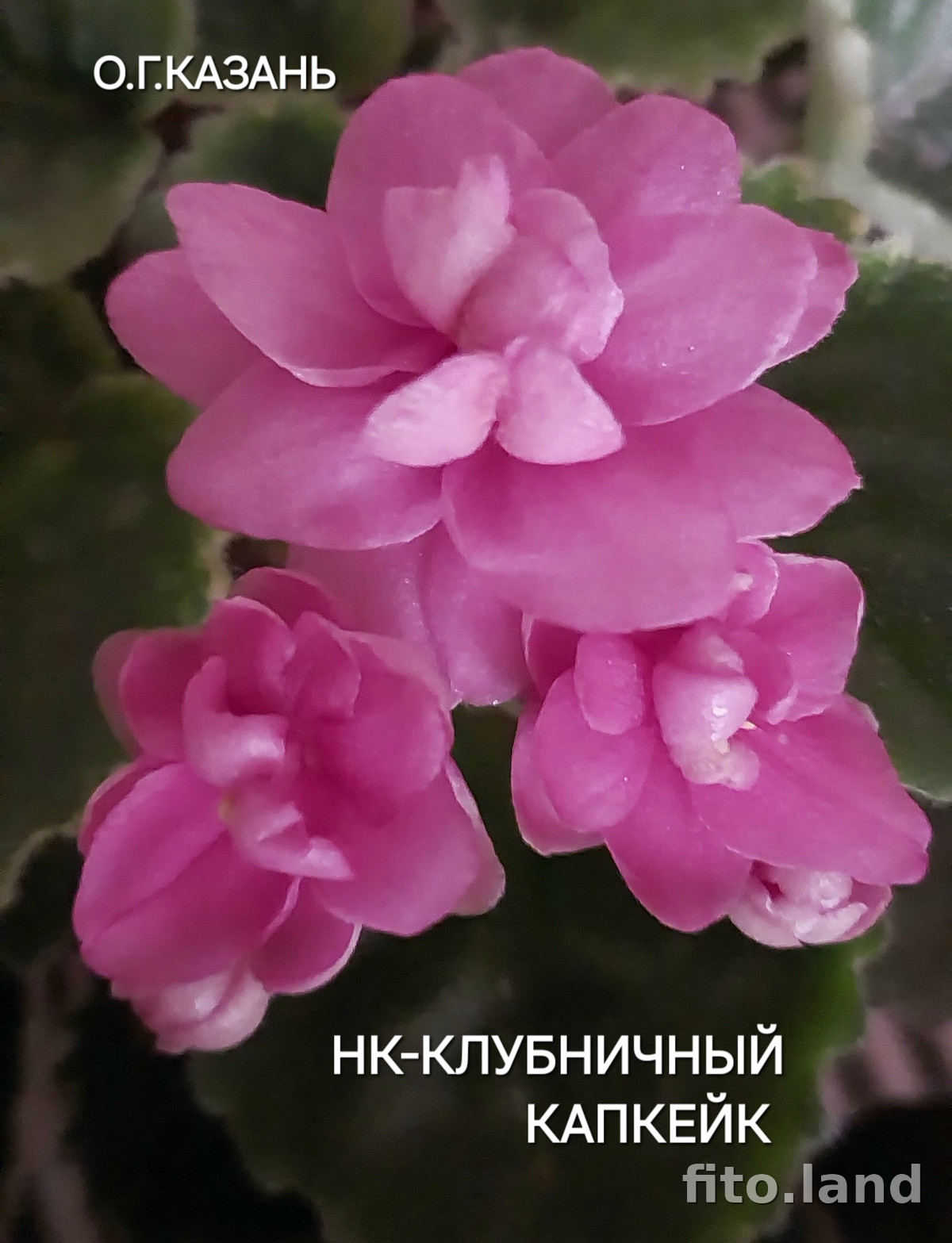 Фиалка НК-Клубничный Капкейк, фото