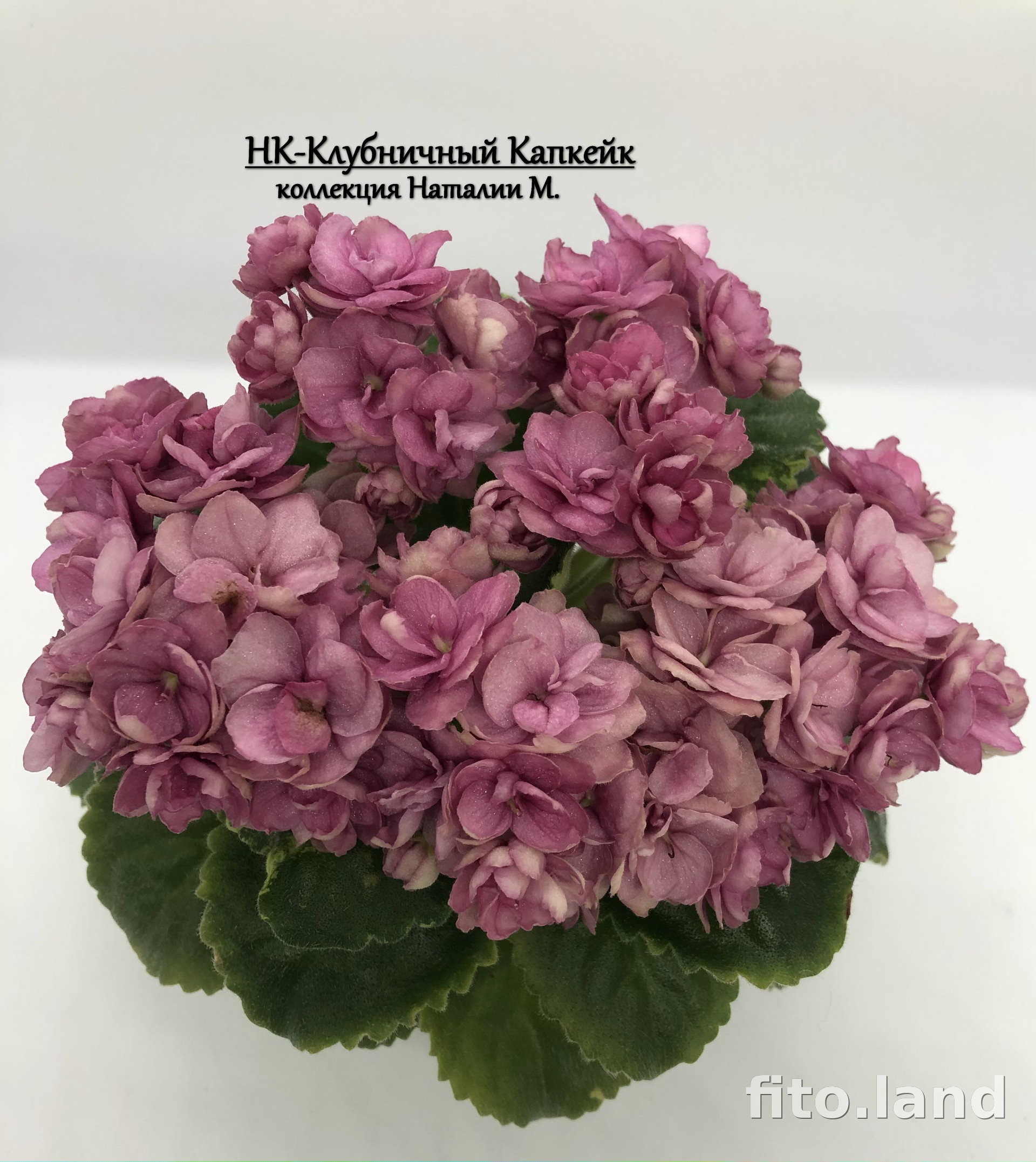 Фиалка НК-Клубничный Капкейк, фото