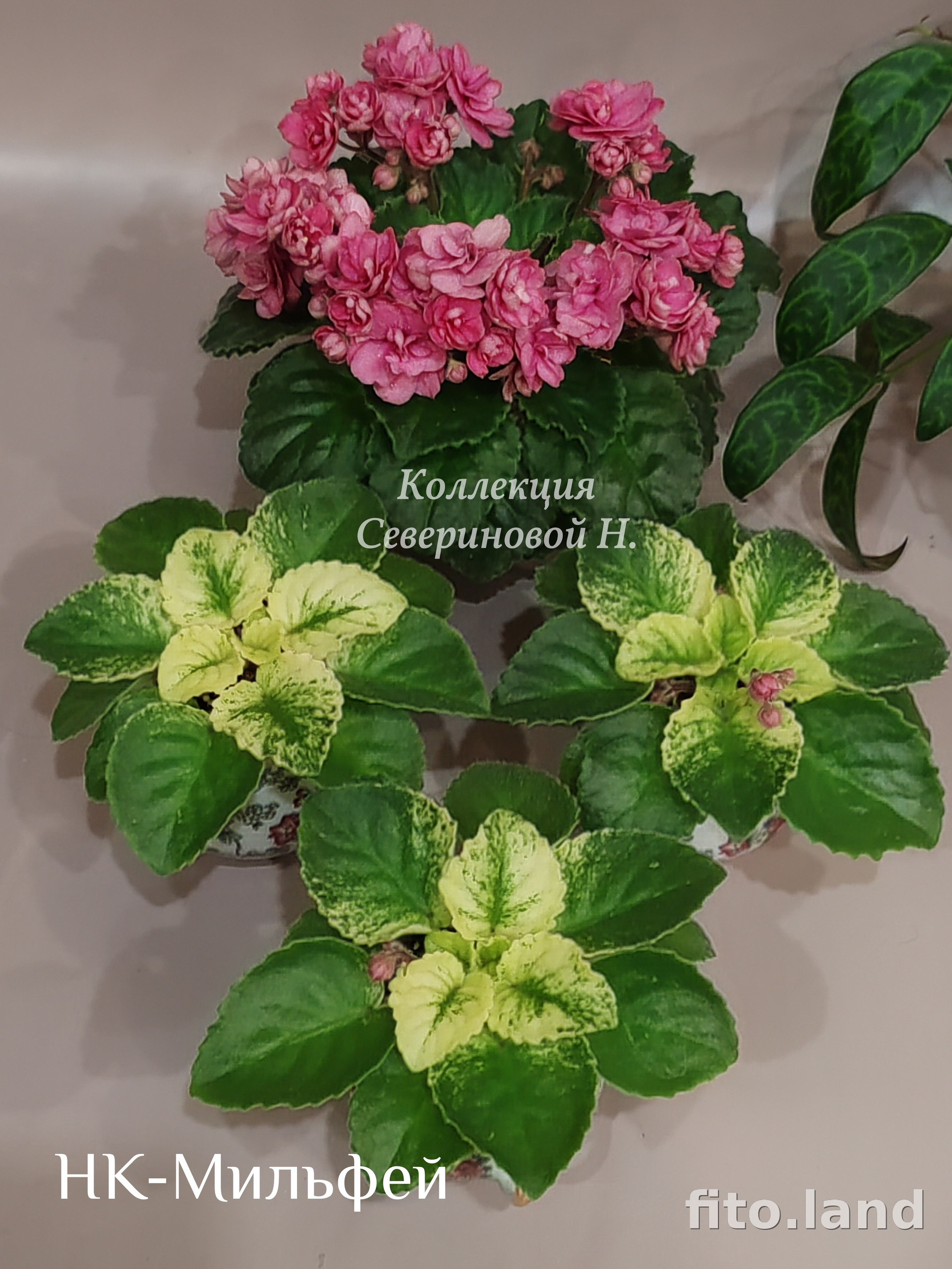 Фиалка НК-Мильфей, фото