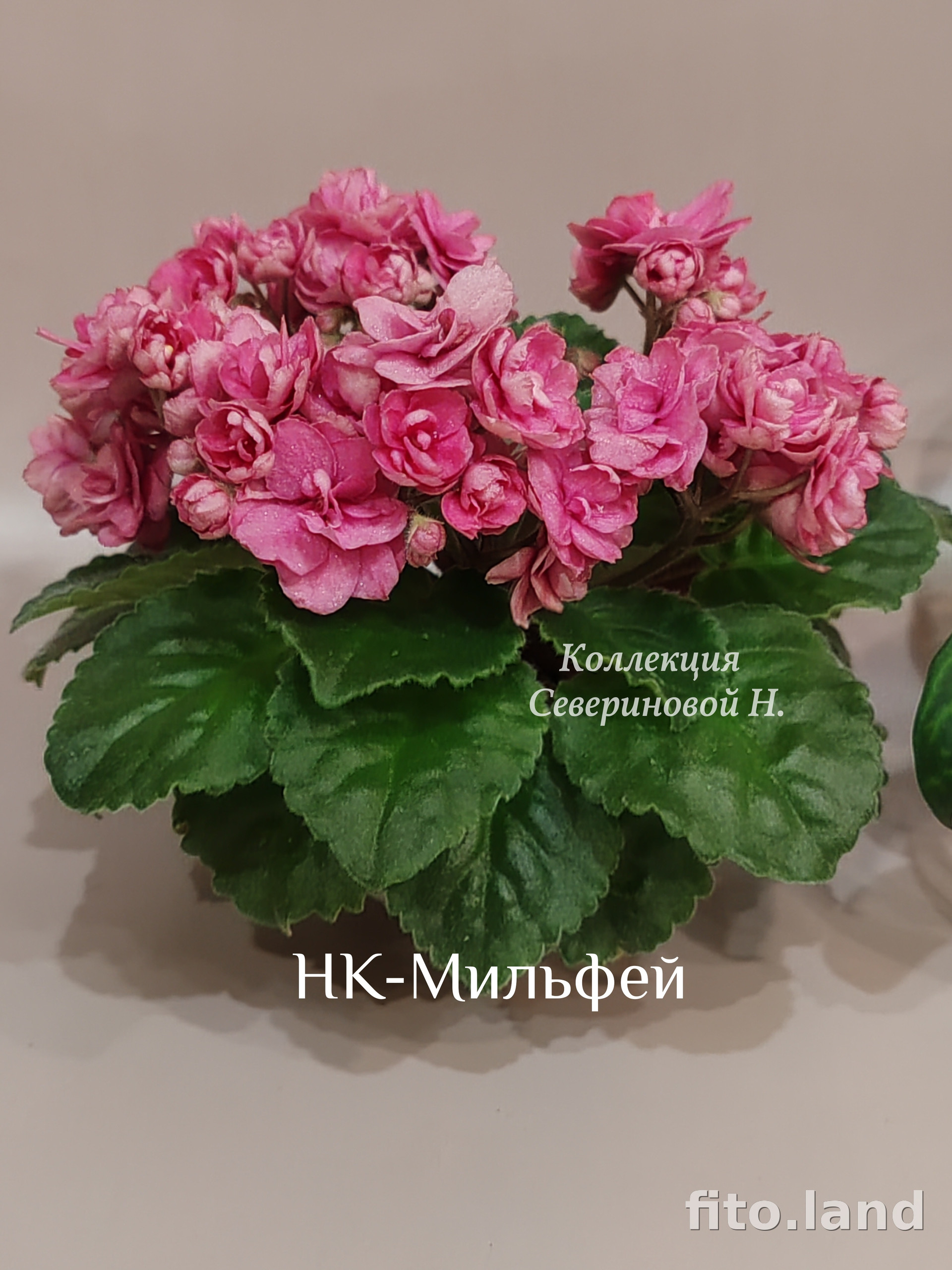 Фиалка НК-Мильфей, фото