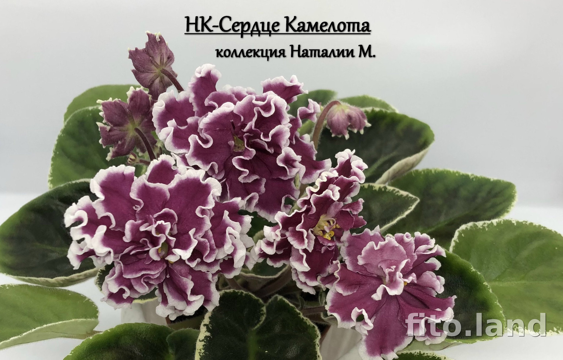 Фиалка НК-Сердце Камелота, фото