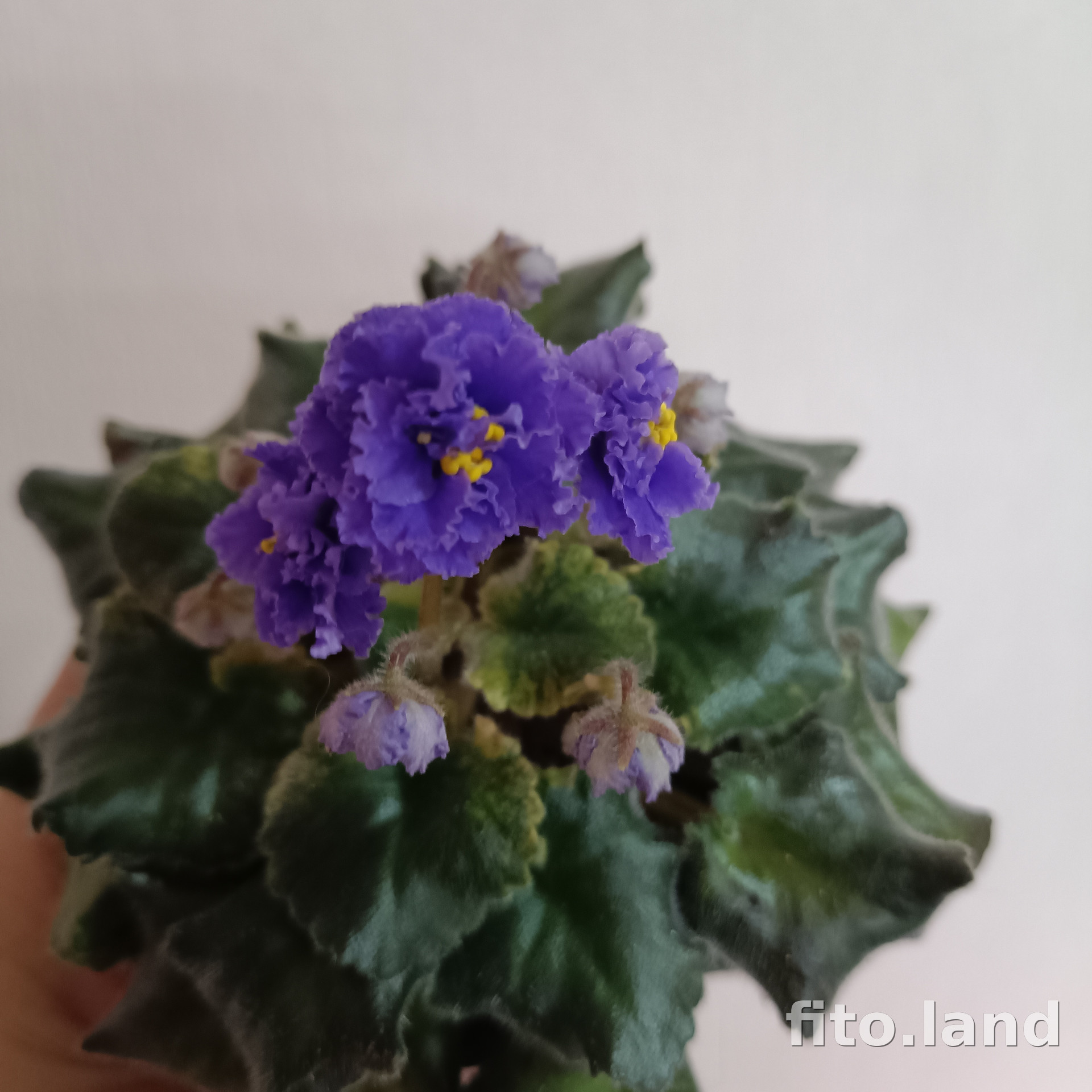 Фиалка НК-Средиземное Море, фото