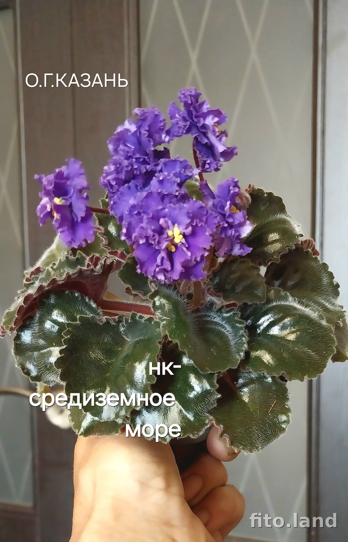 Фиалка НК-Средиземное Море, фото