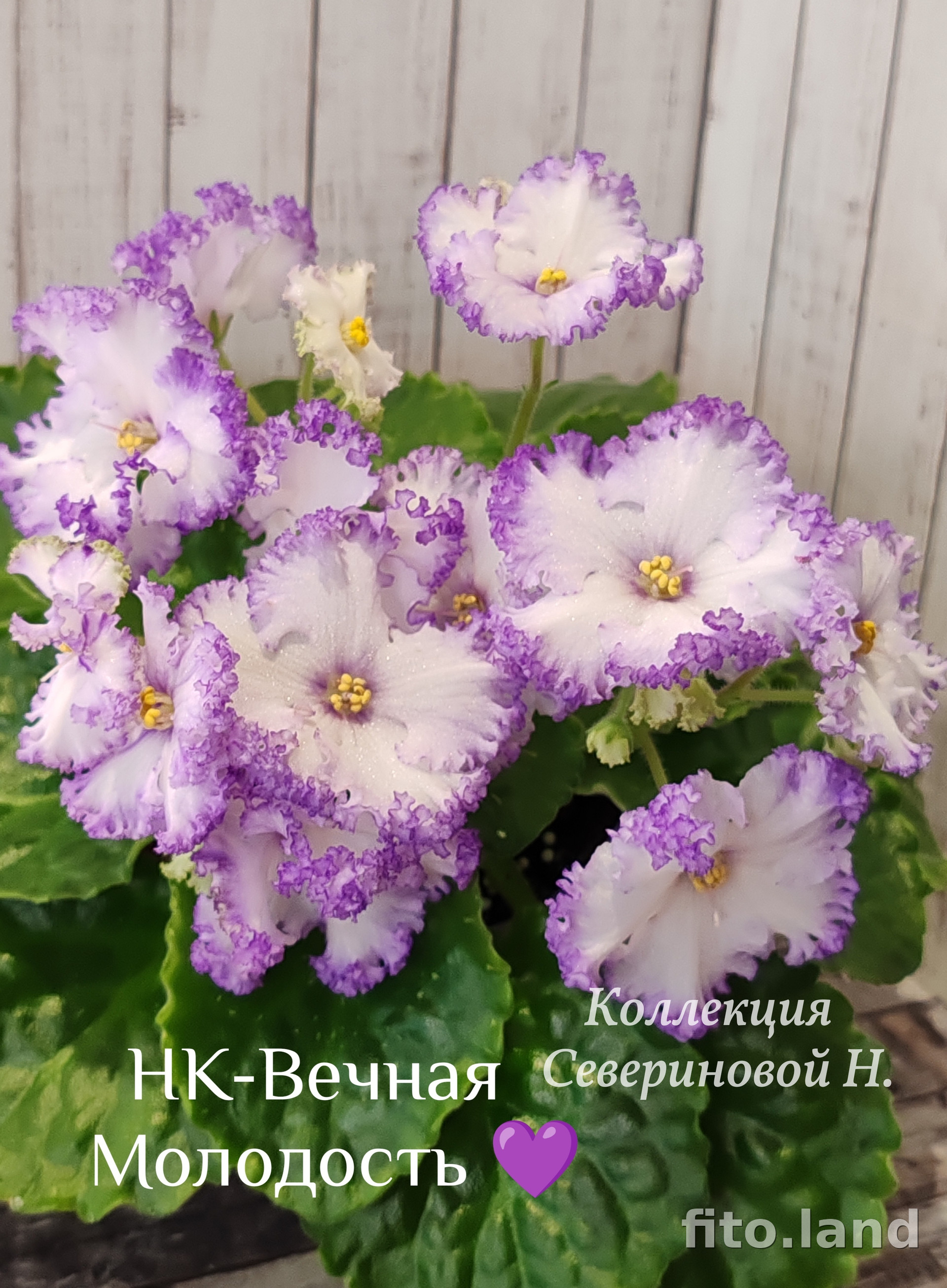 Фиалка НК-Вечная Молодость, фото
