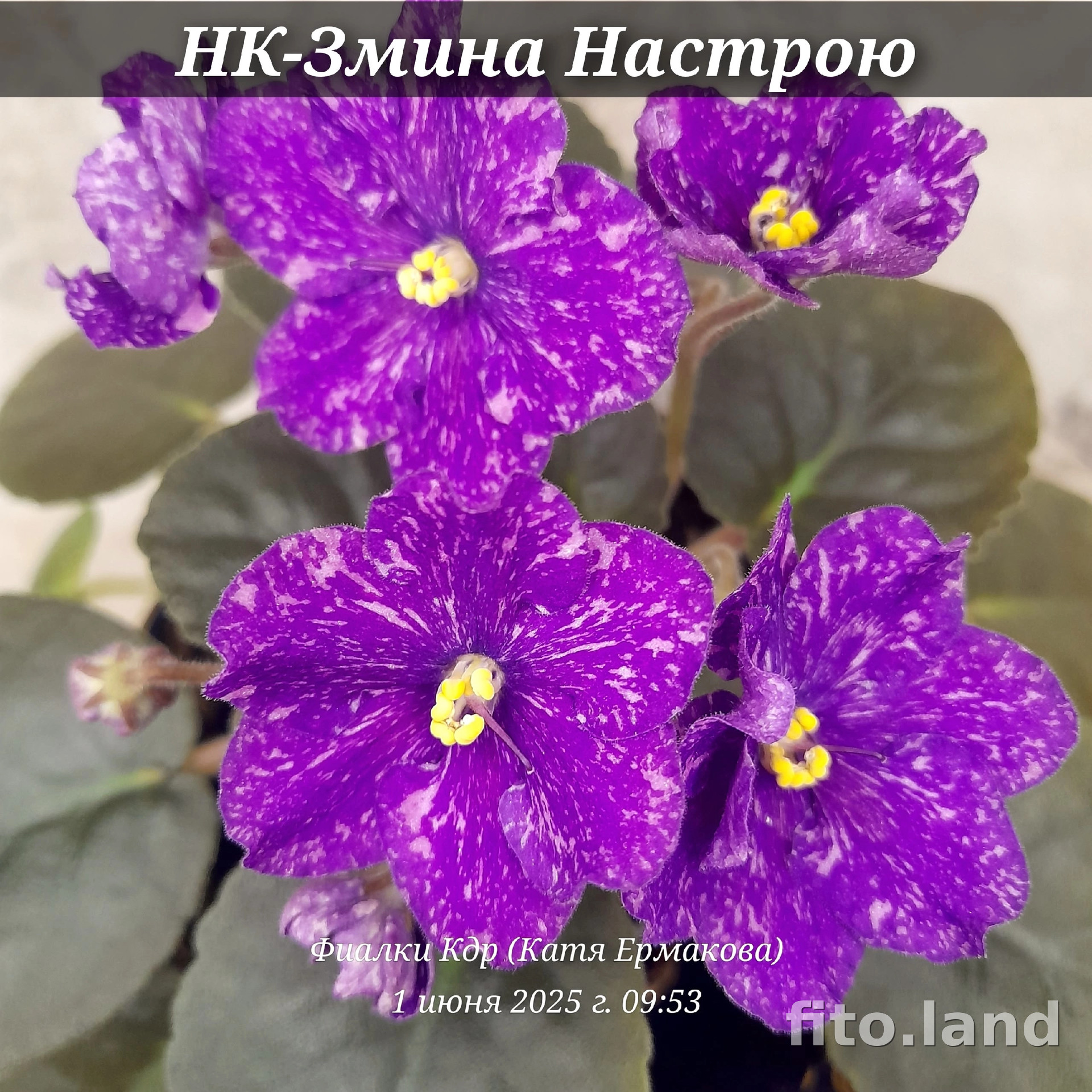 Фиалка НК-Змiна Настрою, фото