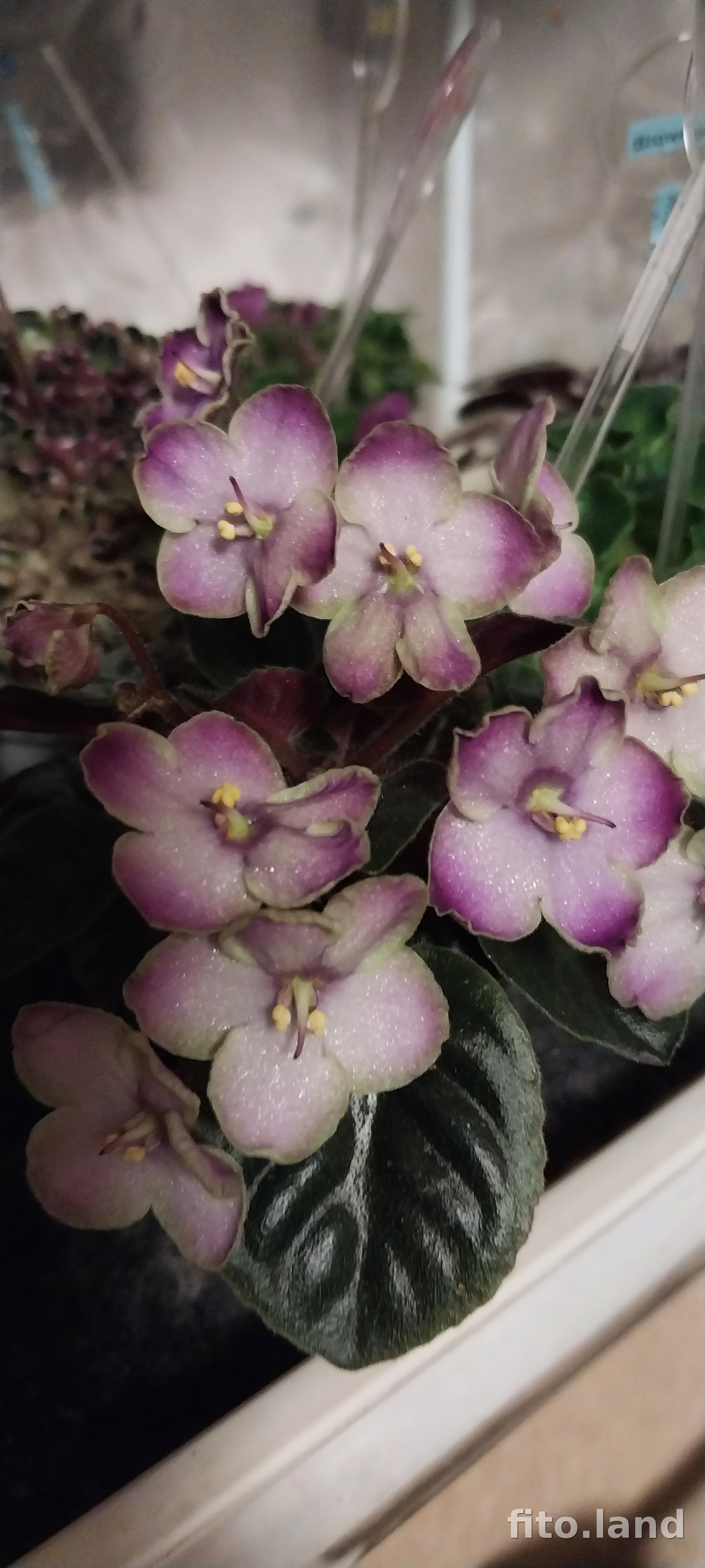 Фиалка Oksana, фото