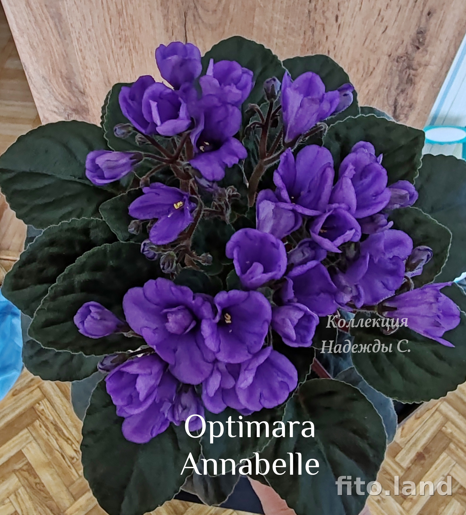Фиалка Optimara AnnaBelle, фото