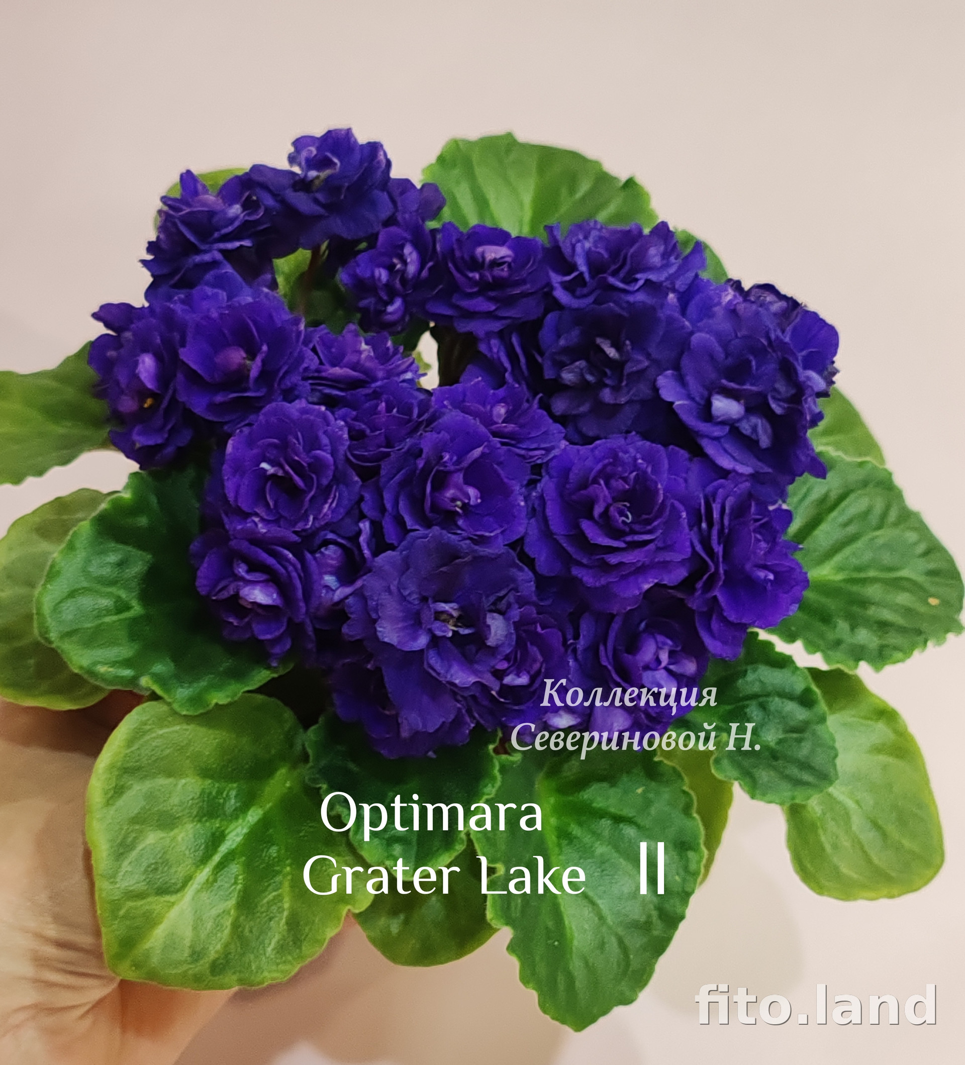 Фиалка Optimara Crater Lake II, фото