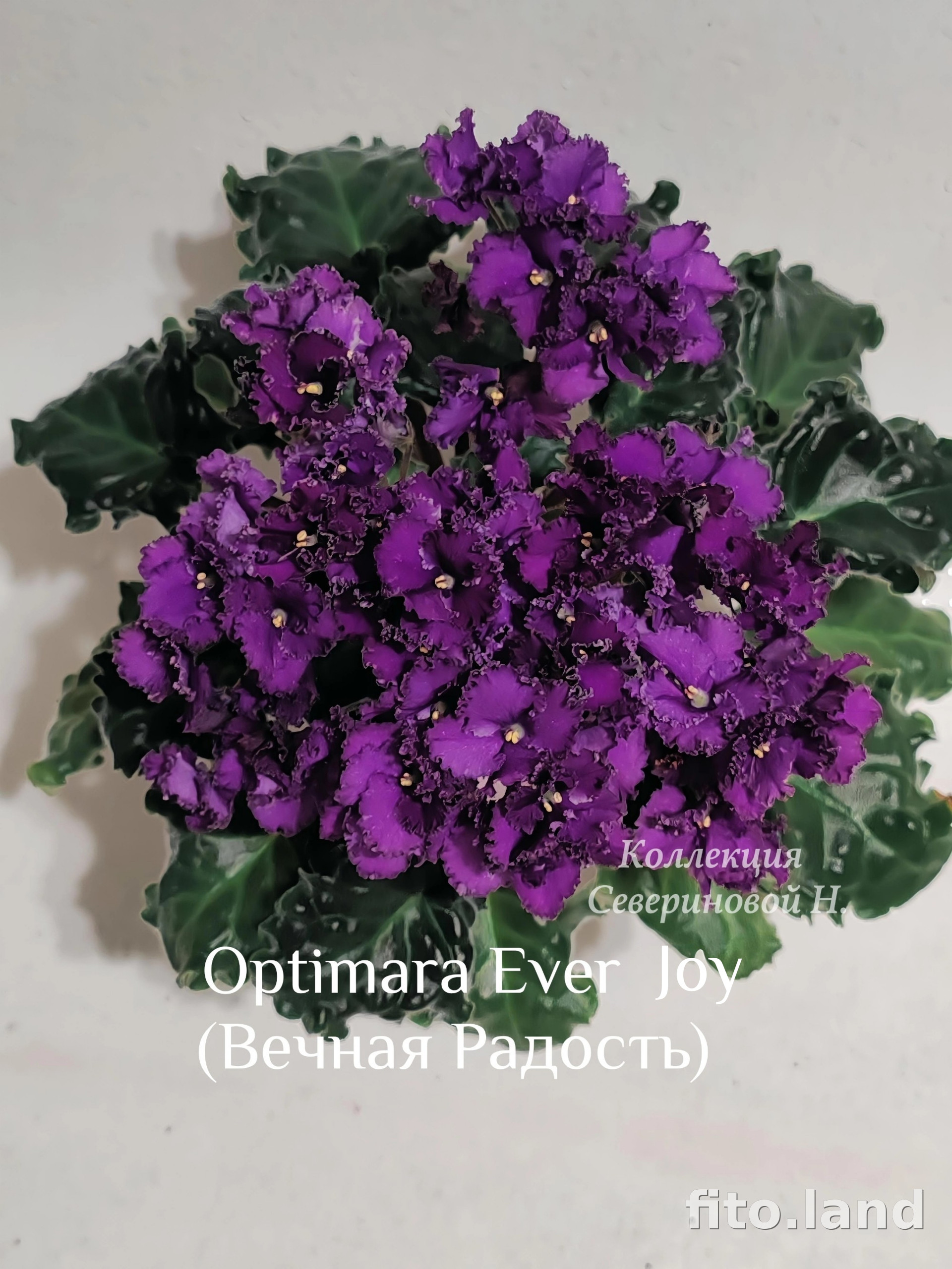 Фиалка Optimara EverJoy, фото