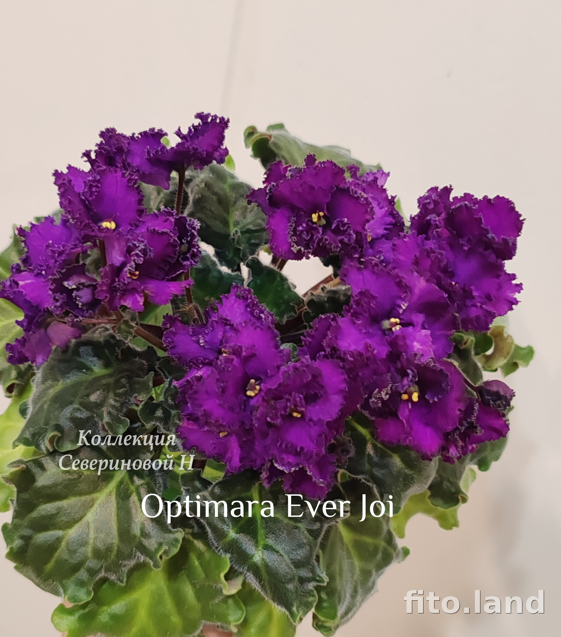 Фиалка Optimara EverJoy, фото