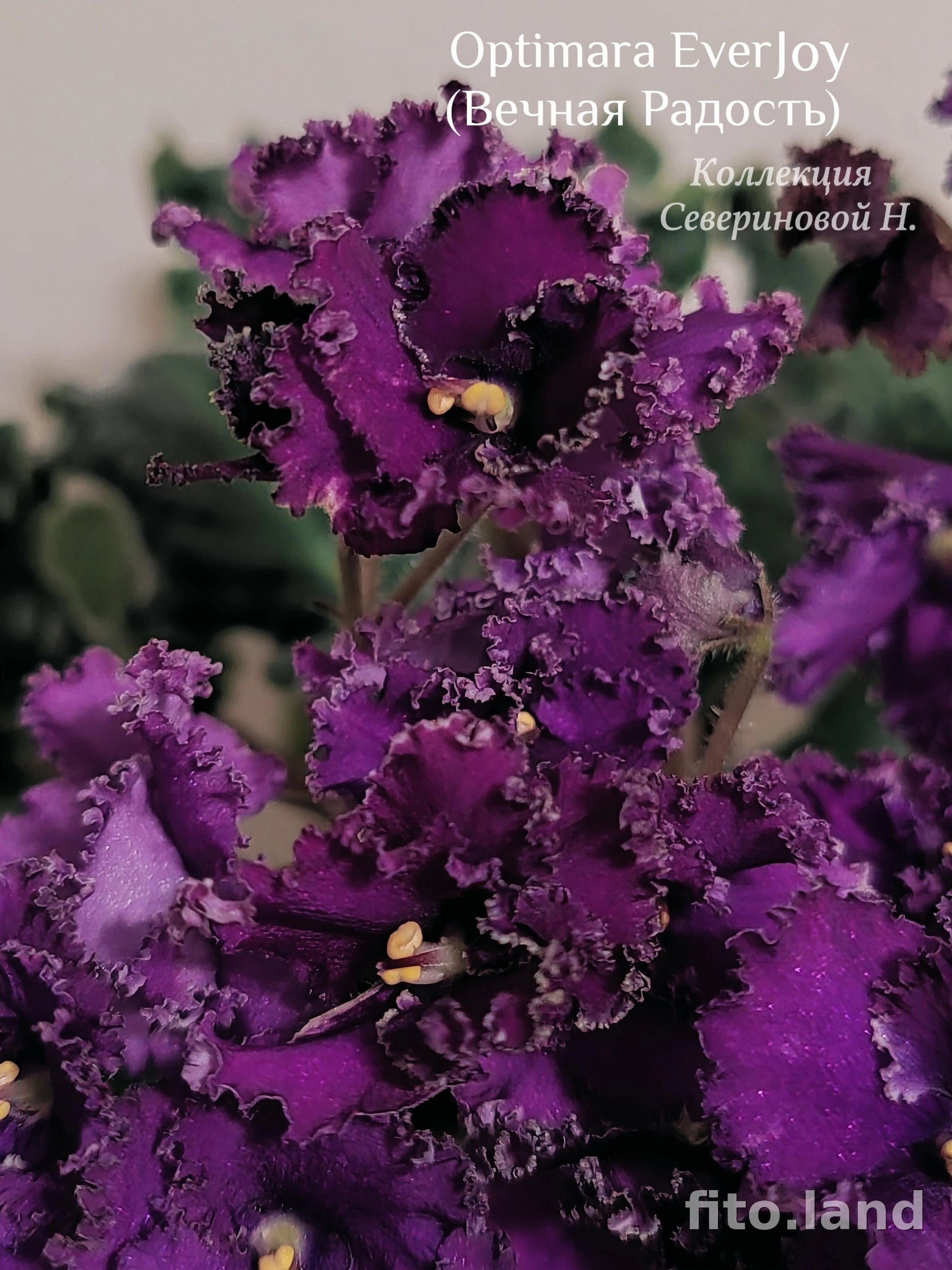 Фиалка Optimara EverJoy, фото