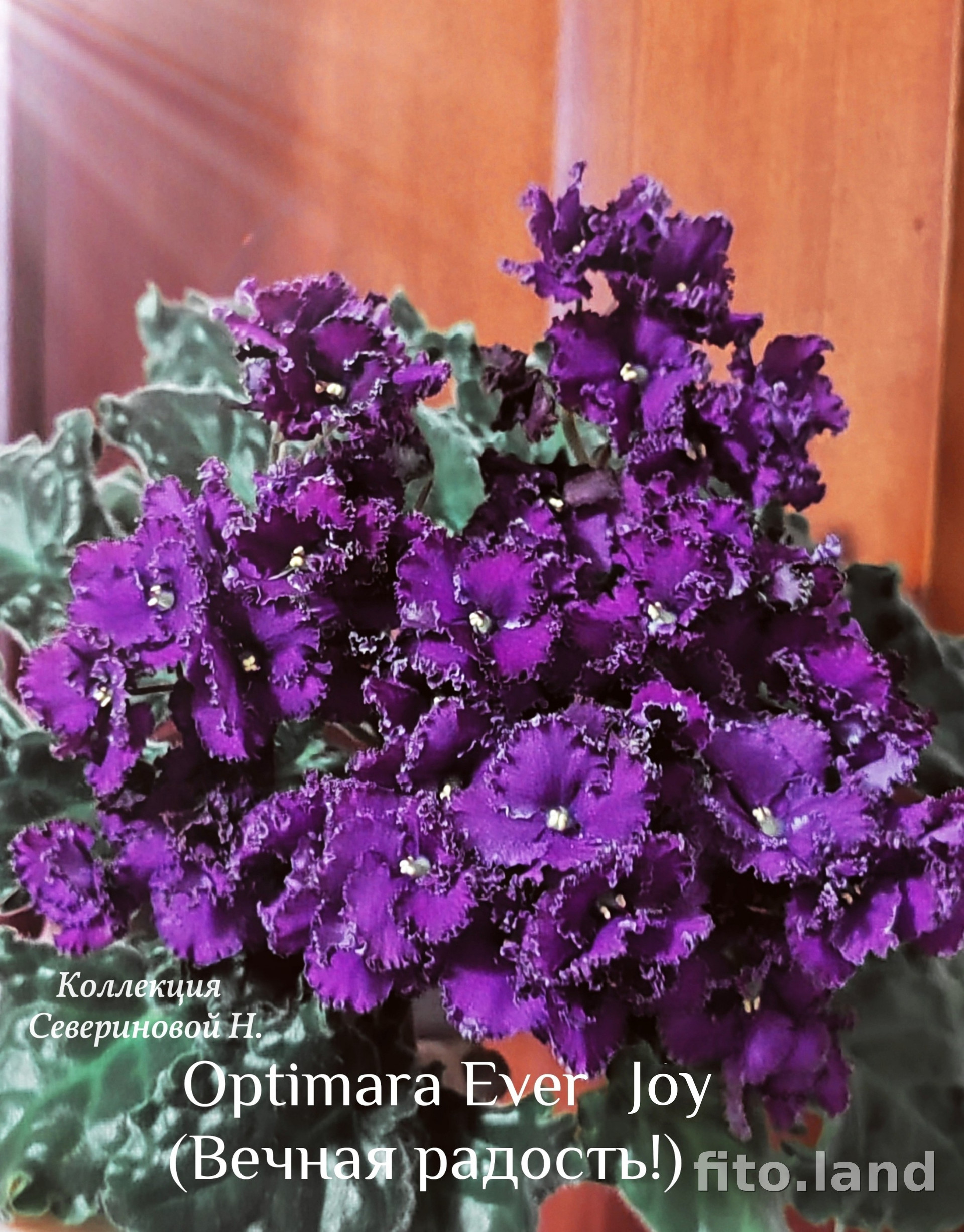 Фиалка Optimara EverJoy, фото