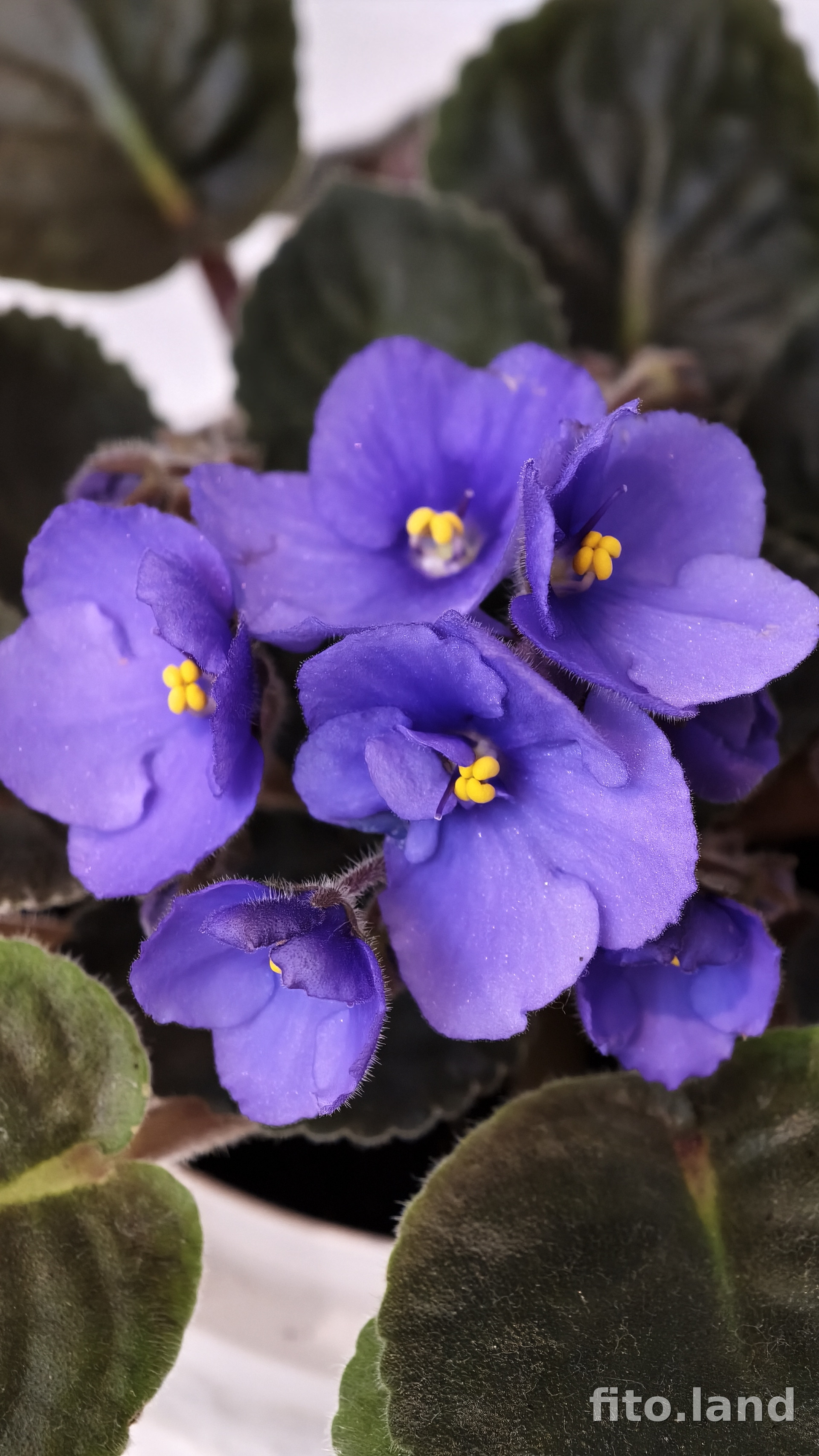 Фиалка Optimara Flori, фото