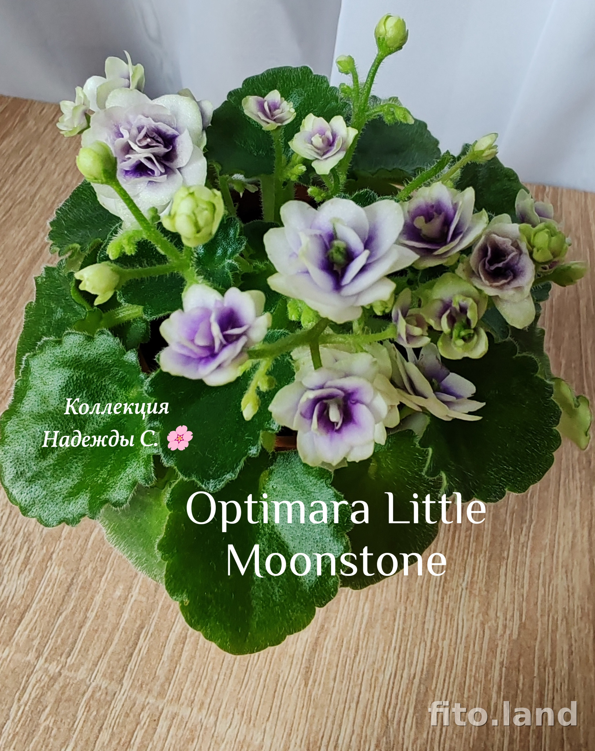 Фиалка Optimara Little Moonstone, фото